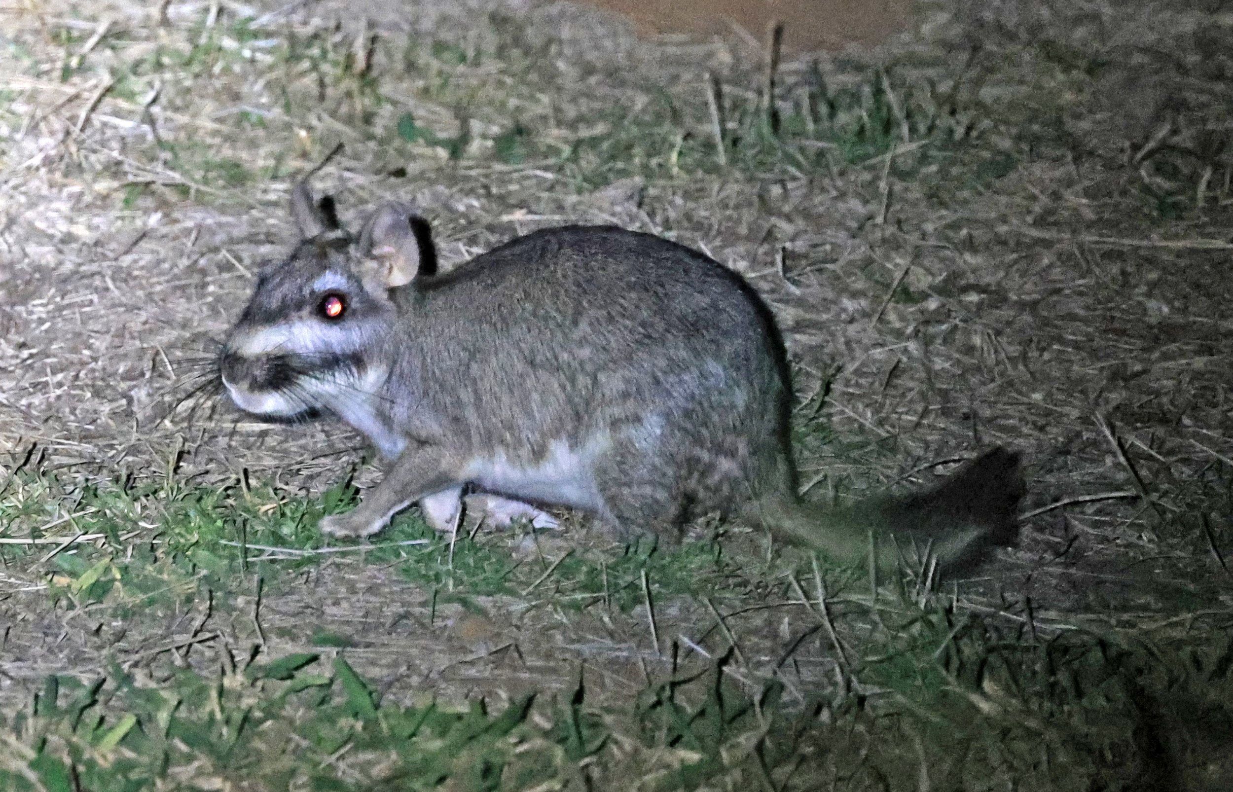 Plains Vizcacha (Lagostomus maximus) Reserva Natural Canada el Carmen, Paraguay  (14).jpg