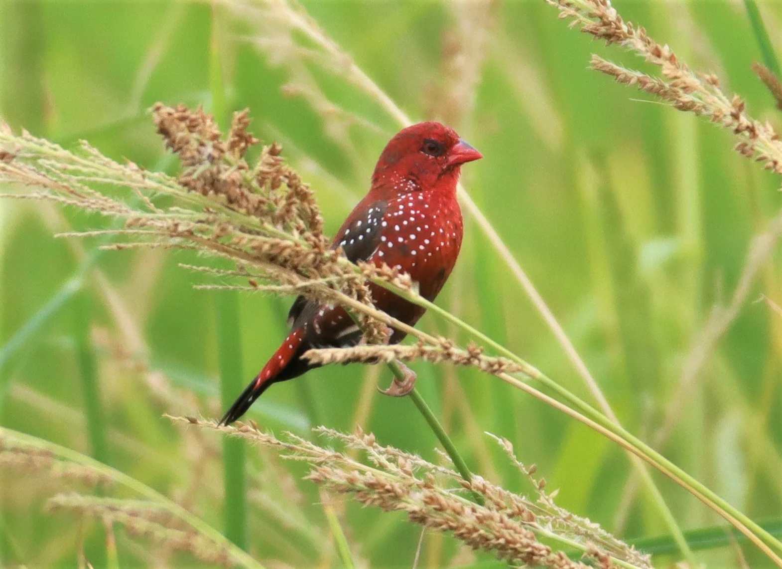RED AVADAVAT - Amandava amandava - LAD KRABANG  THAP YAO RICE FIELDS AUGUST 14 2021 (32).jpg