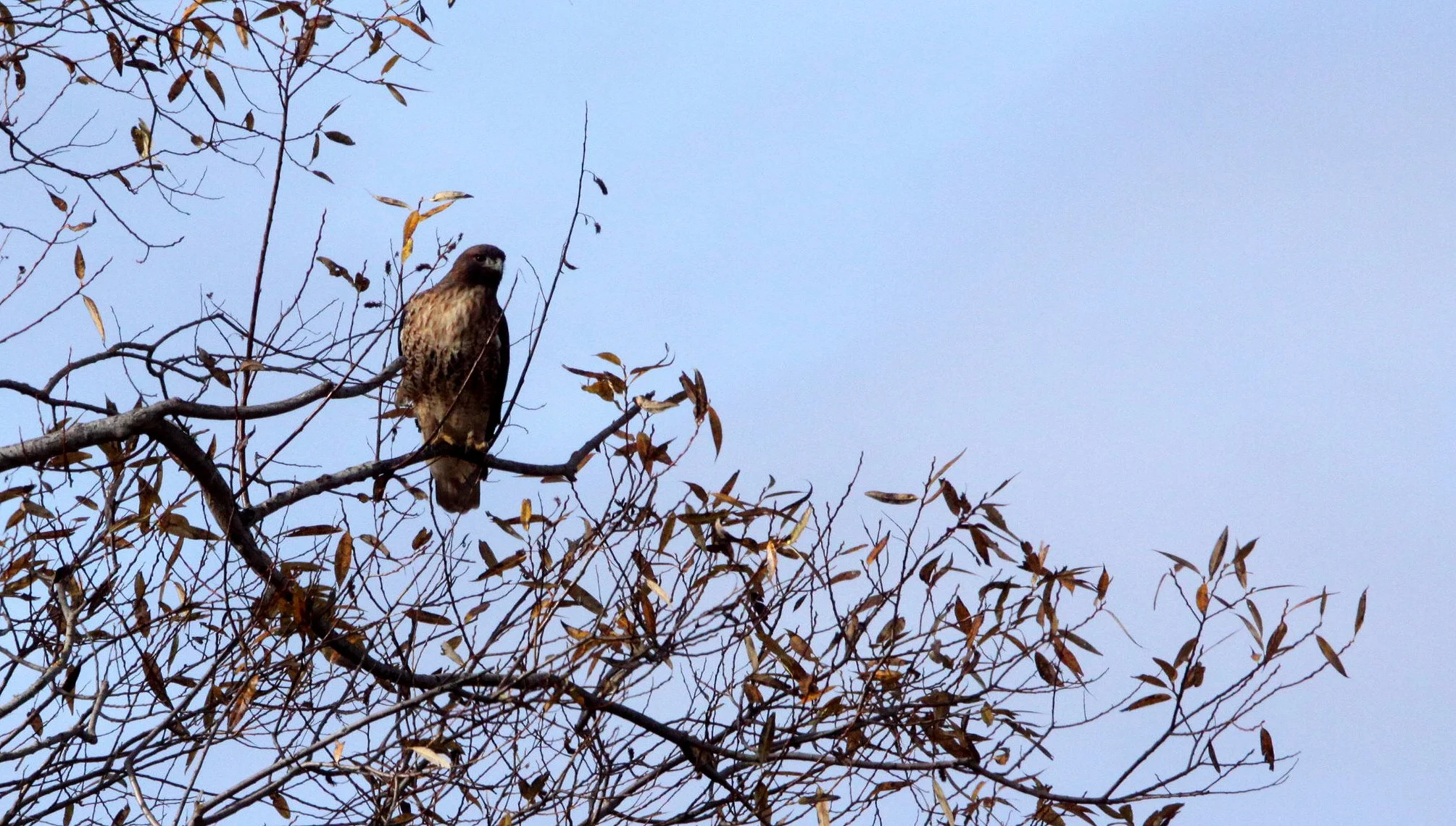 BIRD - HAWK - REDTAILED HAWK - JAMESTOWN WA (4).JPG