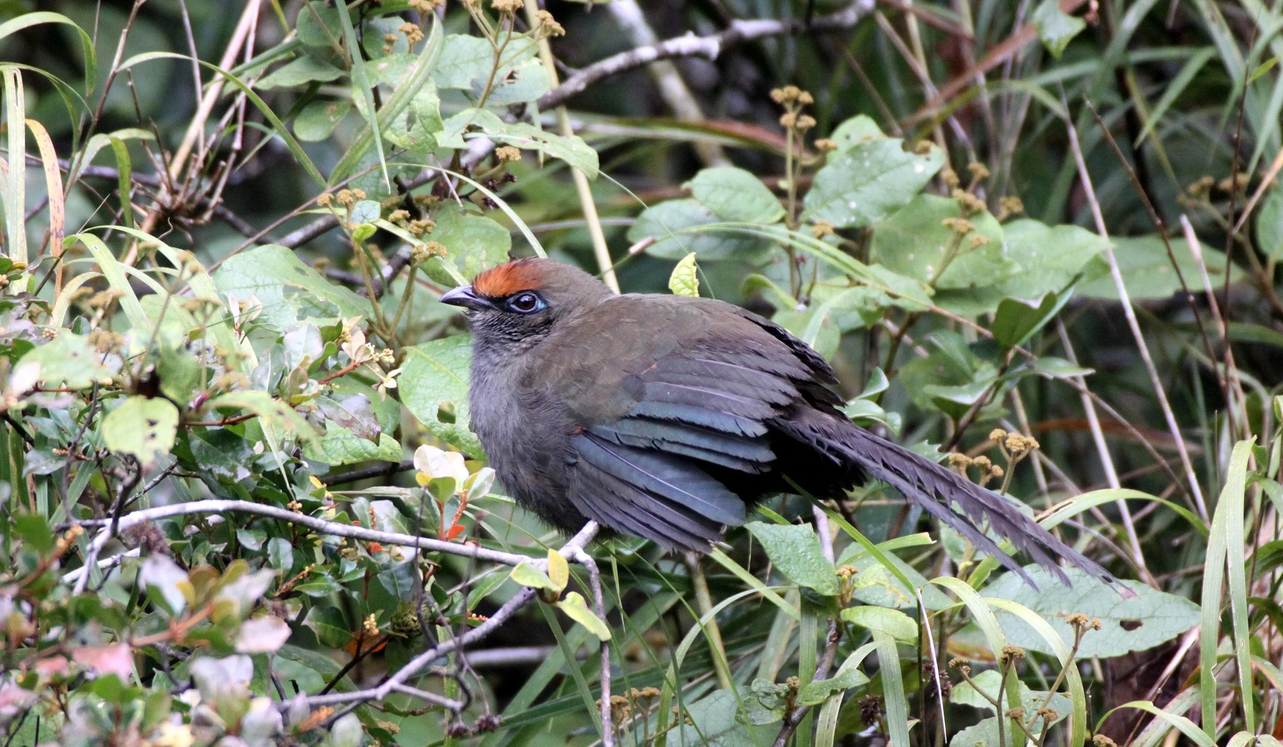 Red-fronted Coua (Coua reynaudii) Ranomafana NP Madagascar (4).JPG