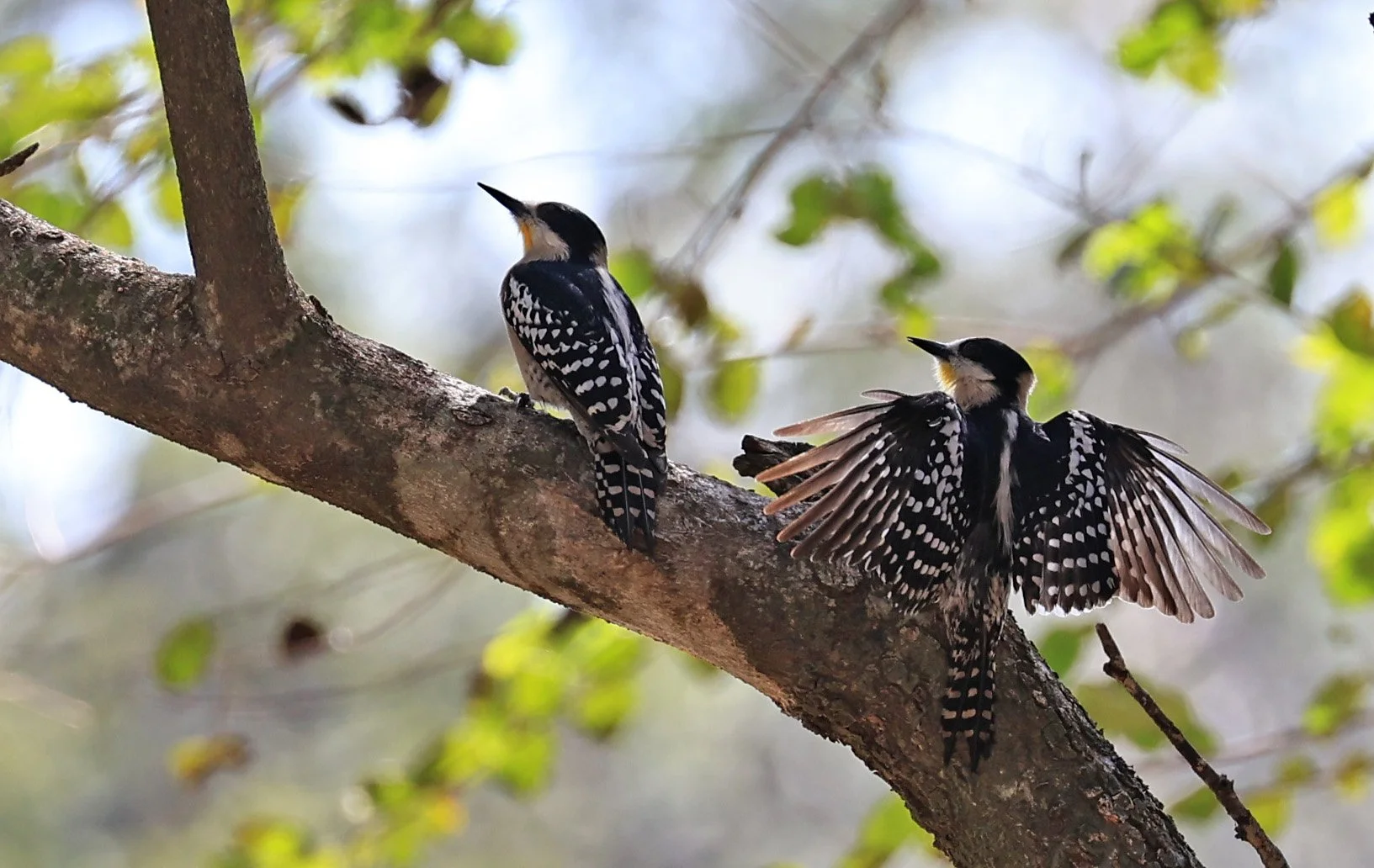 White-fronted Woodpecker (Melanerpes cactorum) Hotel Campestre Iparoma Paraguay (15).jpg