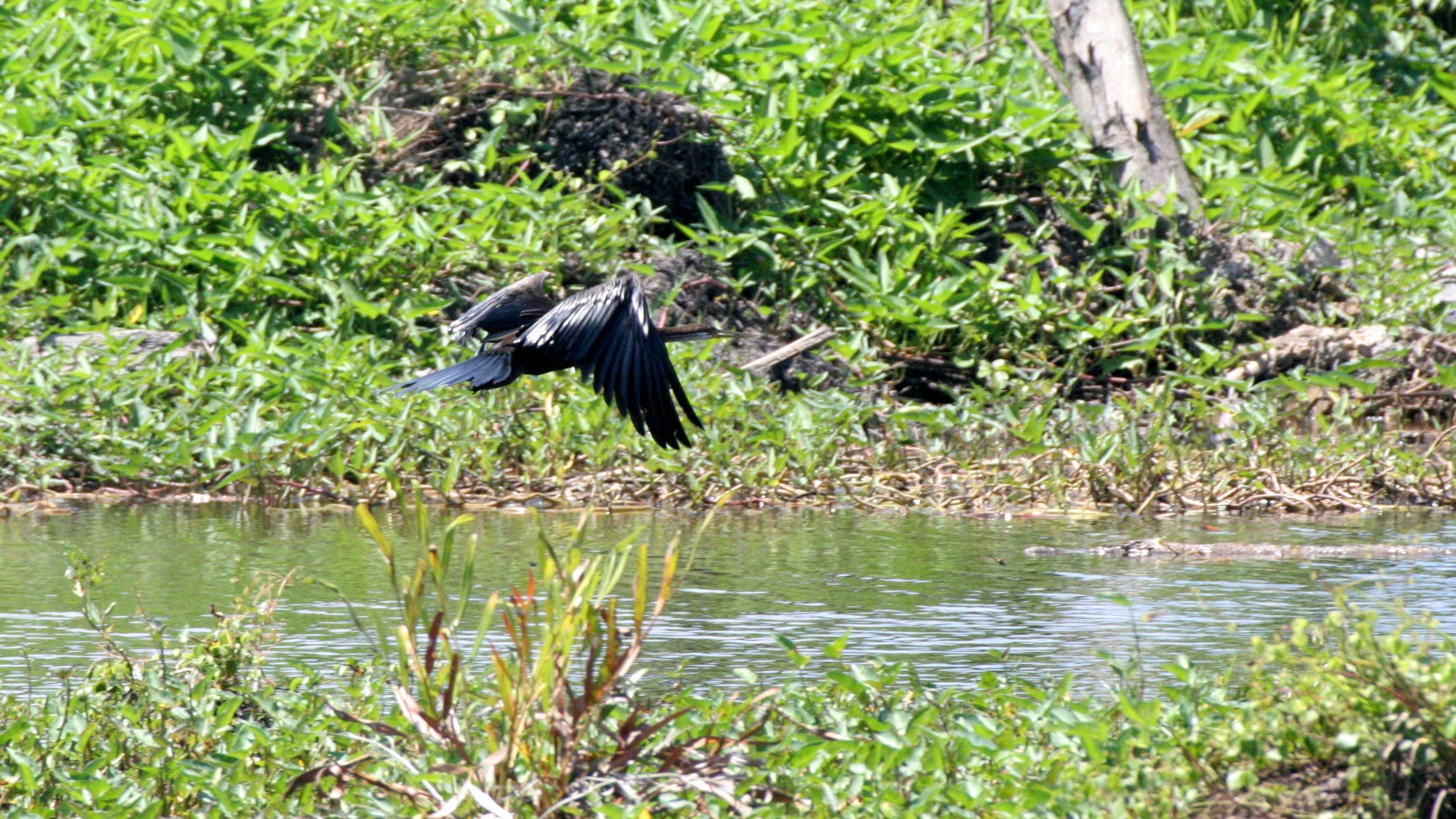 BIRD - ORIENTAL DARTER - TABIN WILDLIFE RESERVE BORNEO.JPG