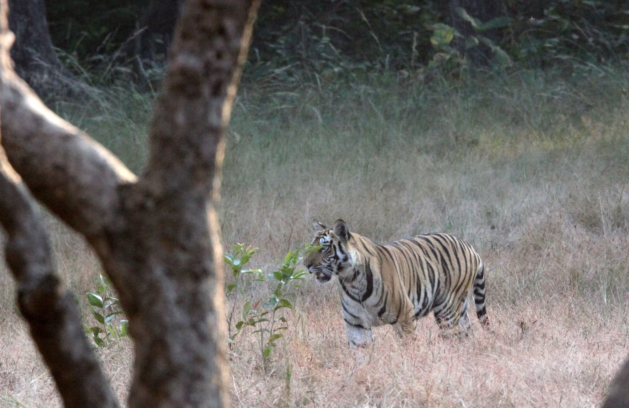 Panthera tigris tigris - BENGAL TIGER - BANDHAVGAR NATIONAL PARK MADHYA PRADESH INDIA (97).JPG