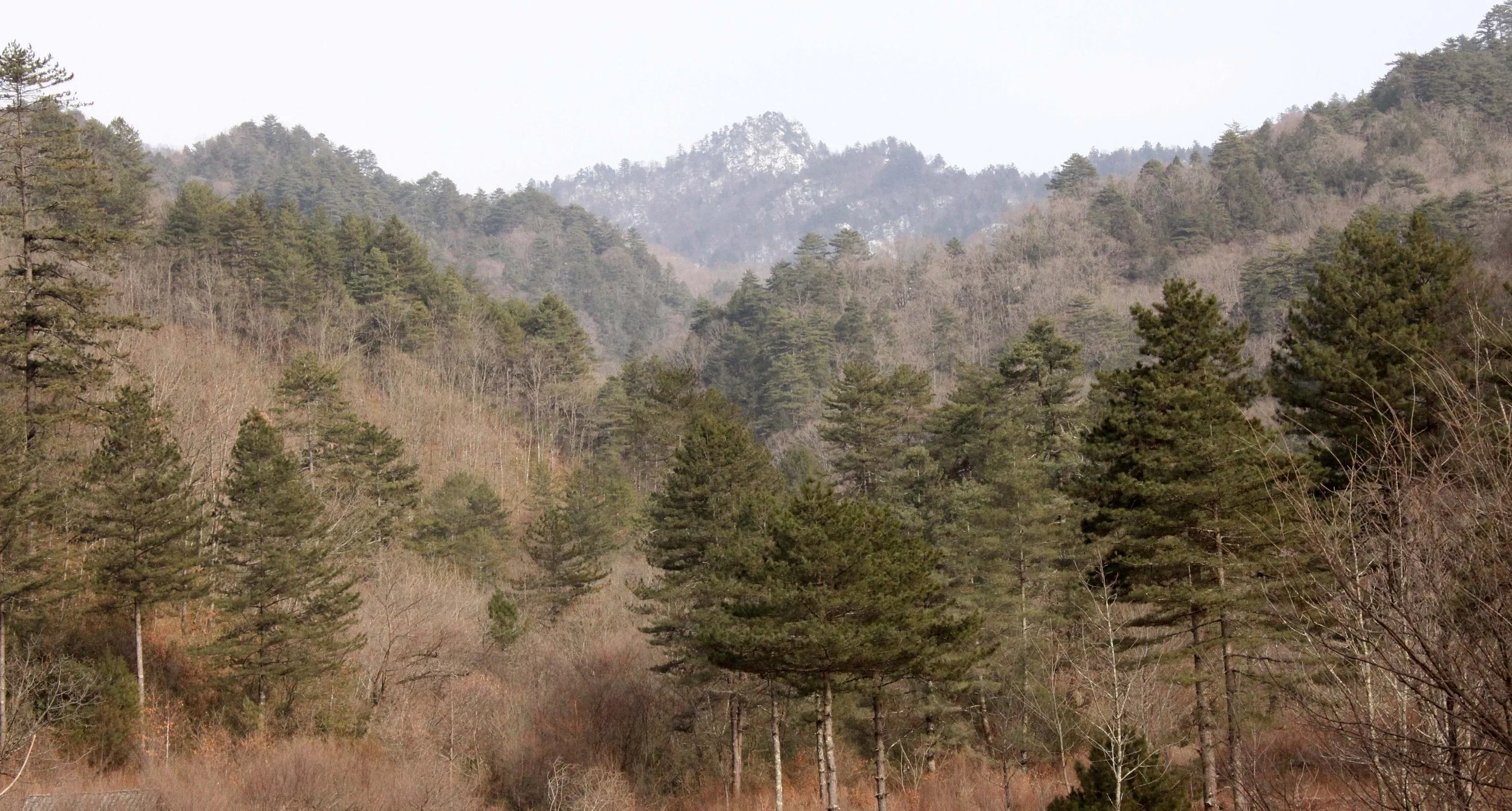FOPING NATURE RESERVE - SHAANXI PROVINCE CHINA (176).JPG