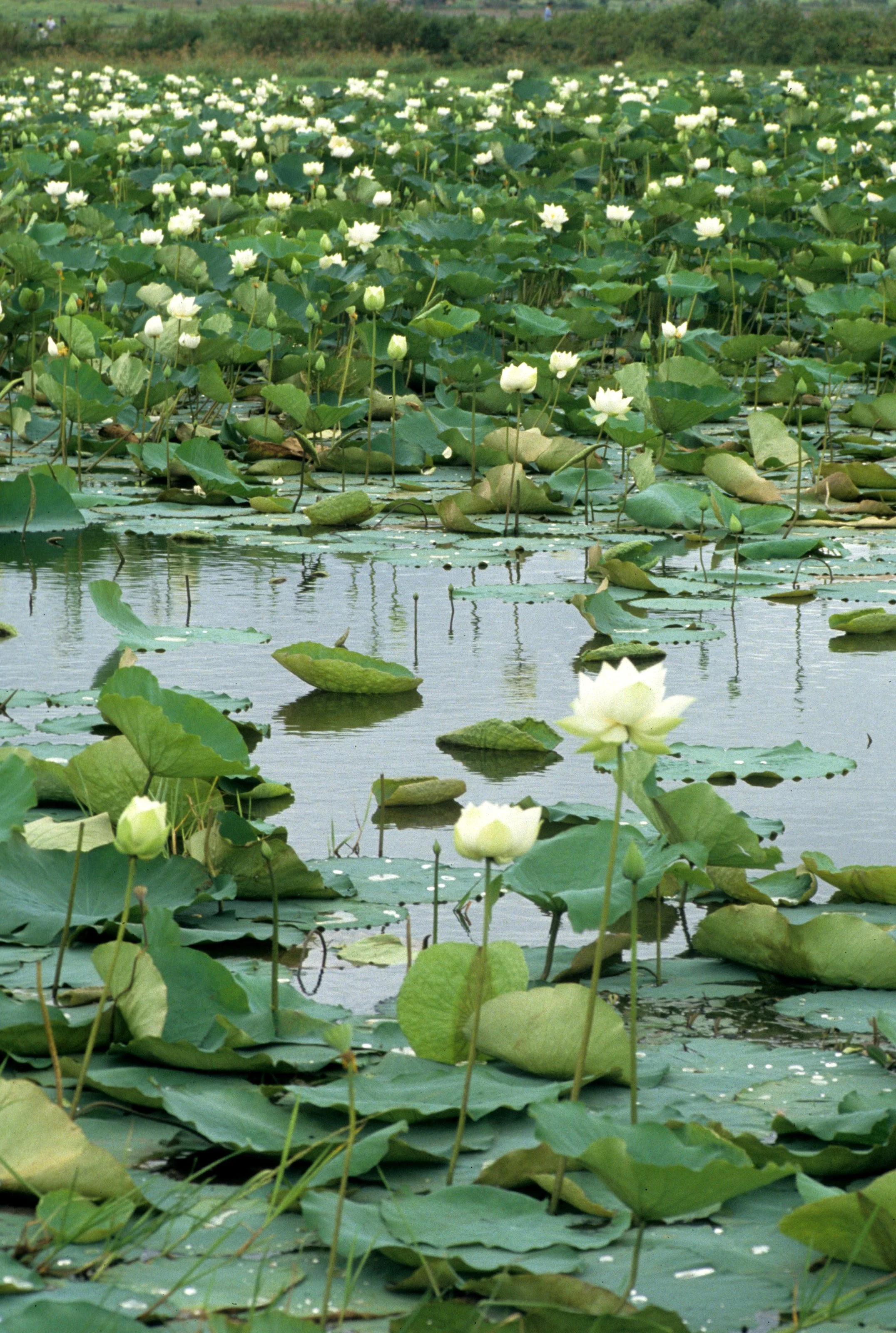 VIET NAM - LOTUS SPECIES IN CENTRAL REGIONS (3).jpg