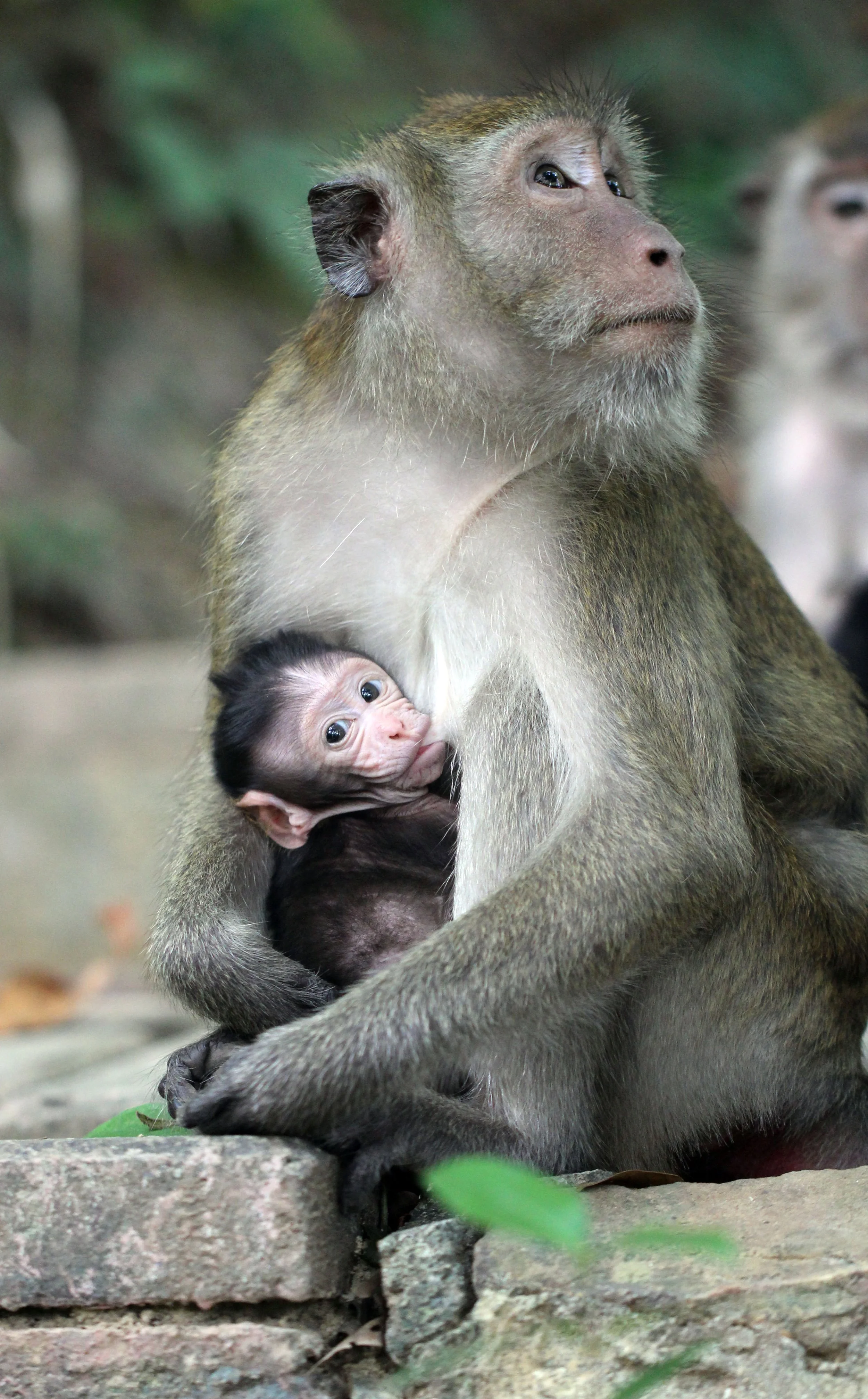 CERCOPITHECIDAE - Macaca fascicularis - LONG-TAILED MACAQUE - KOH LANTA NATIONAL PARK THAILAND - SOM'S SHOT (45).JPG