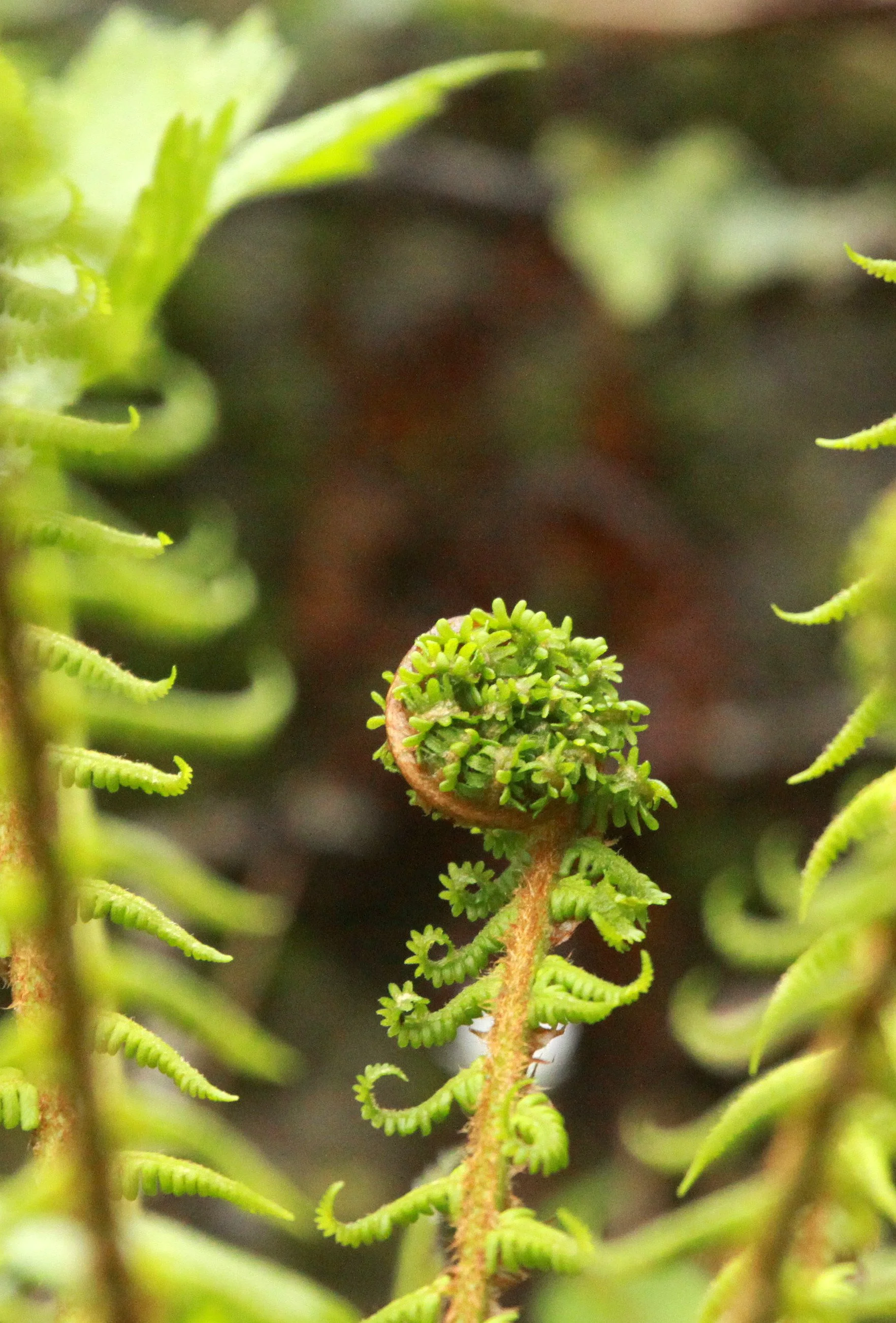 HUANGSHAN NATIONAL PARK ANHUI PROVINCE CHINA (285).JPG
