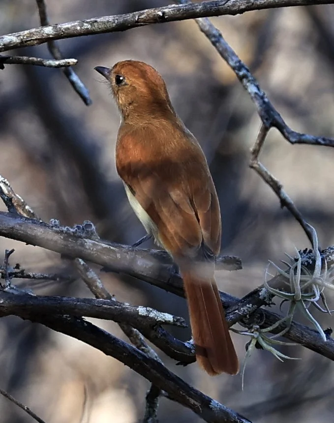 Rufous Casiornis (Casiornis rufus) Reserva Natural Canada el Carmen, Paraguay  (7).jpg