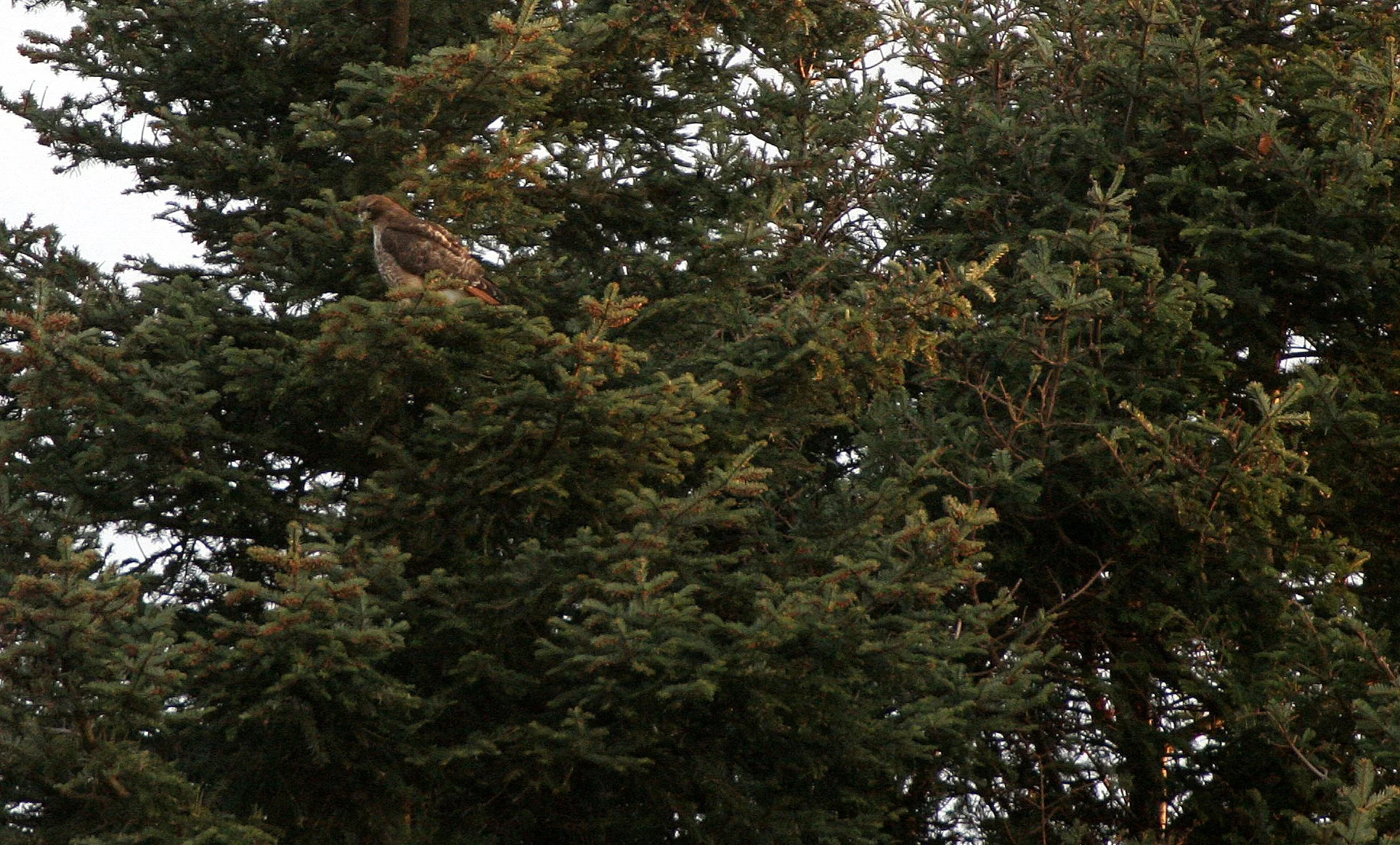 BIRD - HAWK - RED-TAILED HAWK - LAKE FARM TRAILS.JPG