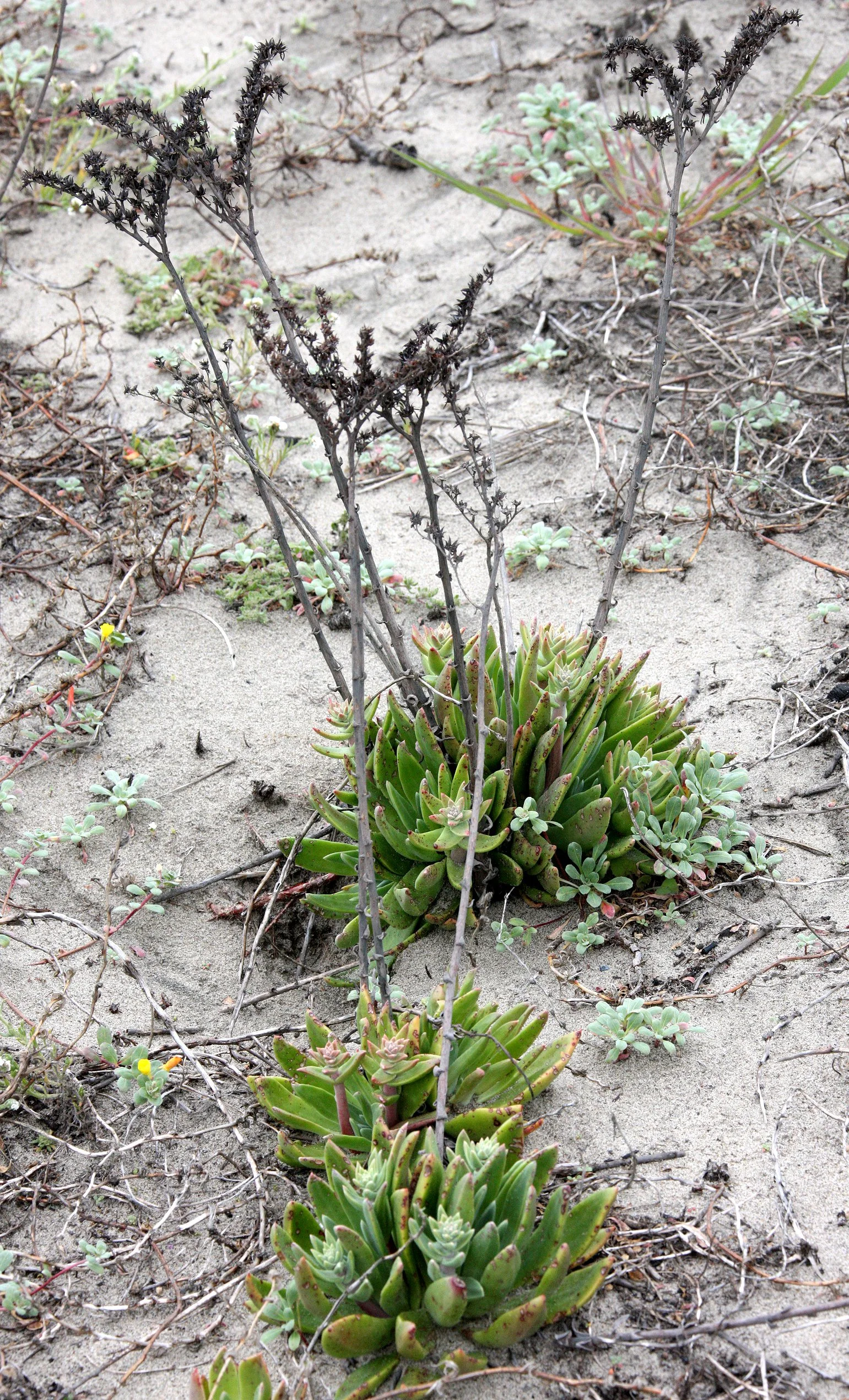 ASTERACEAE - ARTEMISIA SPECIES - SAGE SPECIES - SUNSET BEACH STATE BEACH CALIFORNIA.JPG