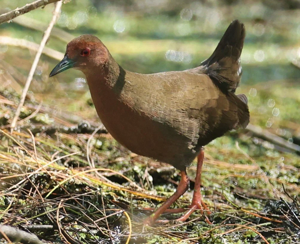 Ruddy-breasted Crake (Porzana fusca) Khao Sam Roi Yod NP Thailand (18).jpg