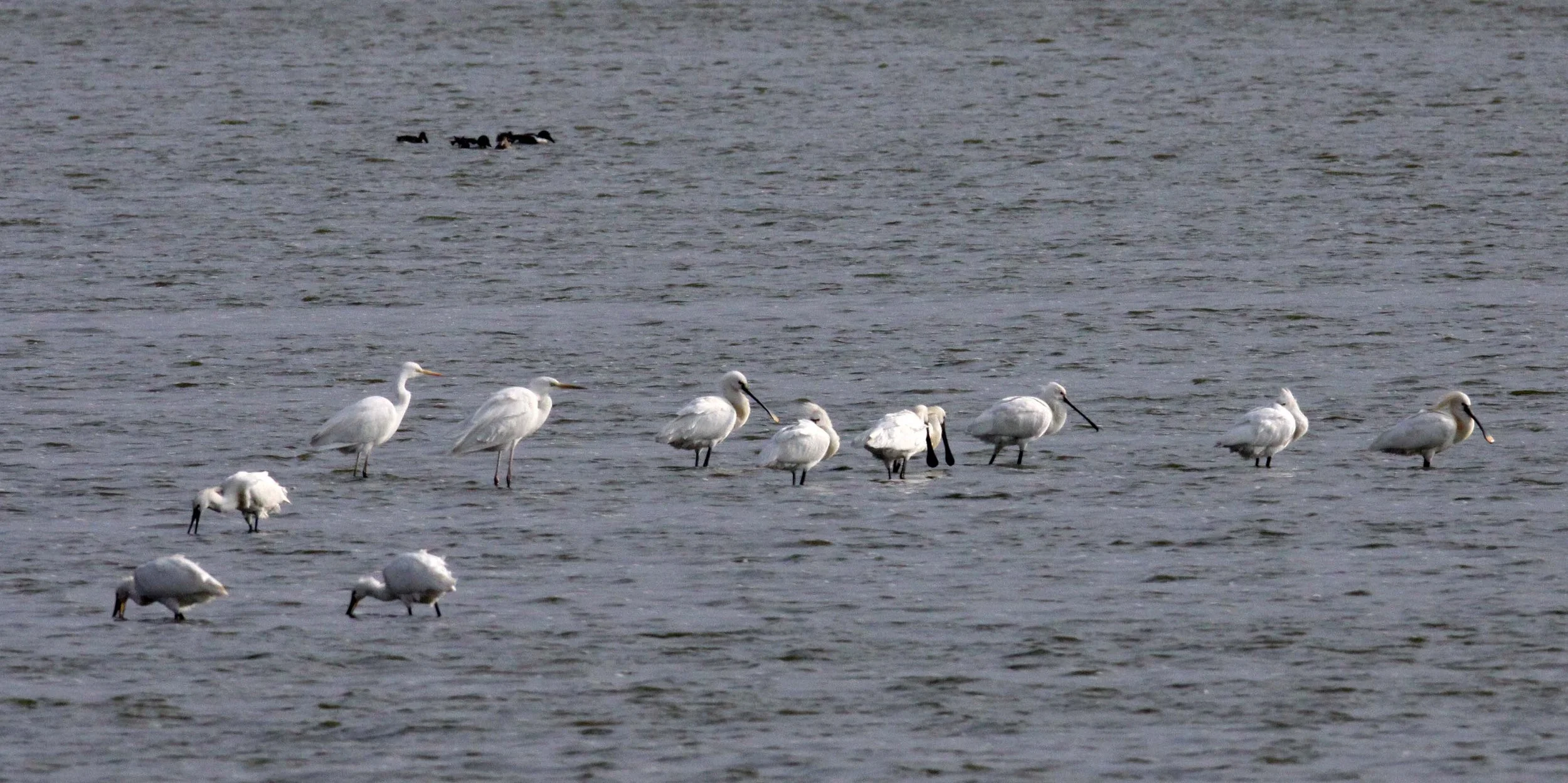 SPOONBILL - EURASIAN SPOONBILL - Platalea leucorodia - YANCHENG CHINA (9).JPG