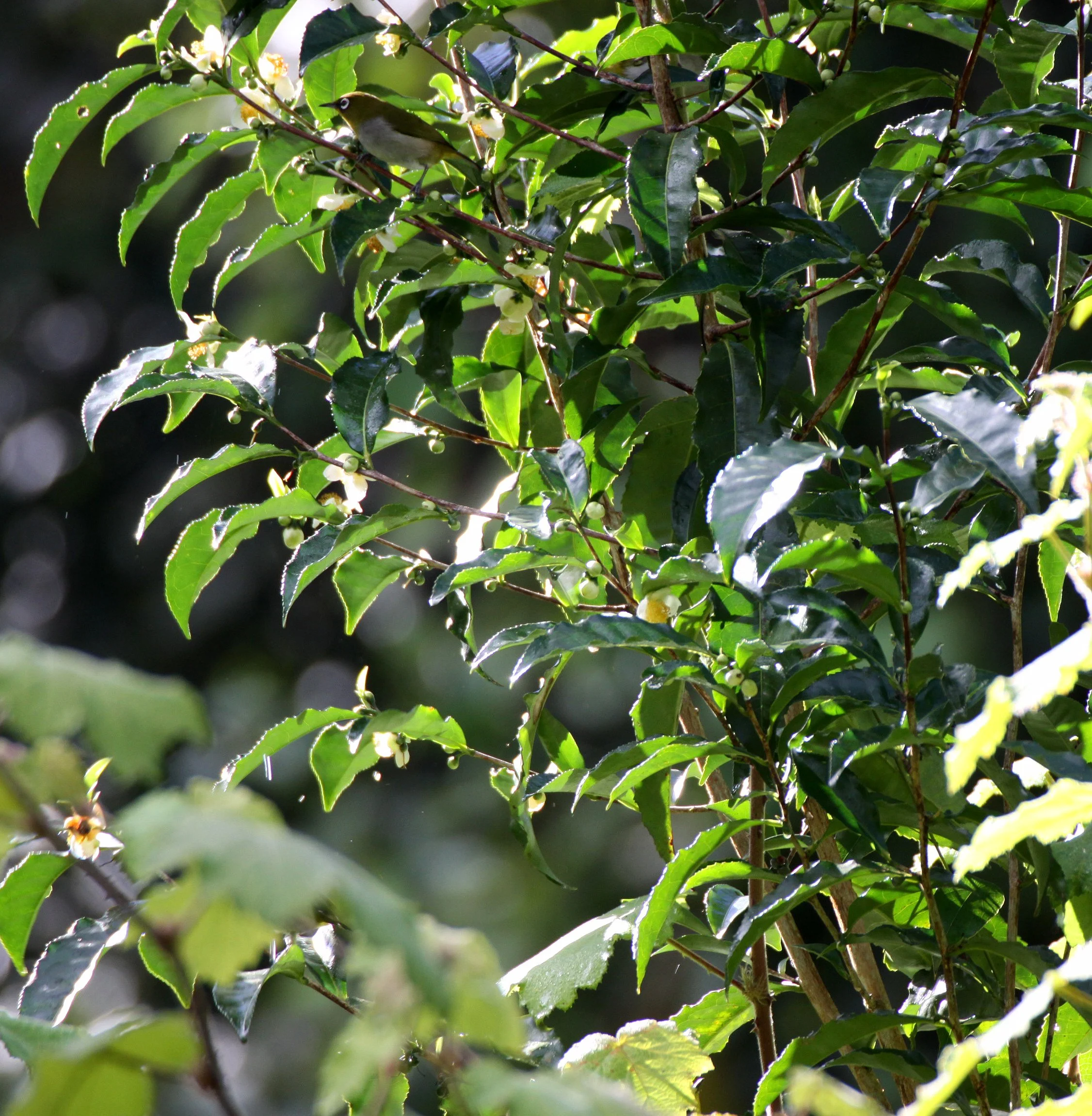 PLANT - SPECIES - MANTADIA NATIONAL PARK MADGASCAR.JPG
