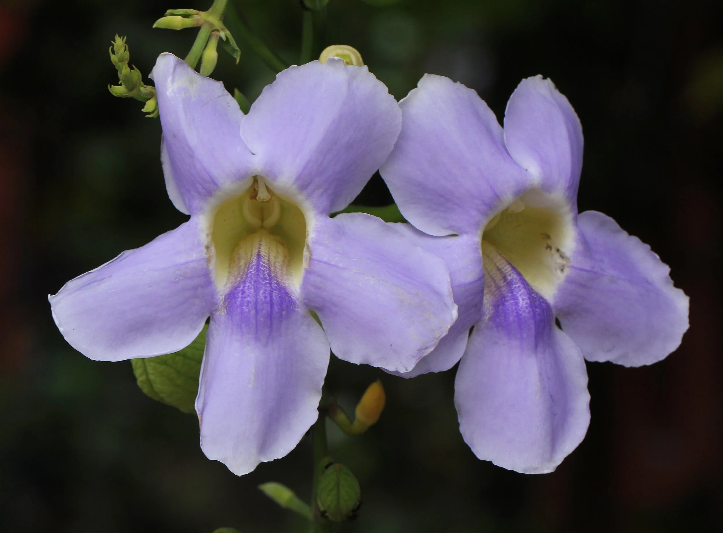 2015 Koh Lanta Summer Misc Images (131).JPG