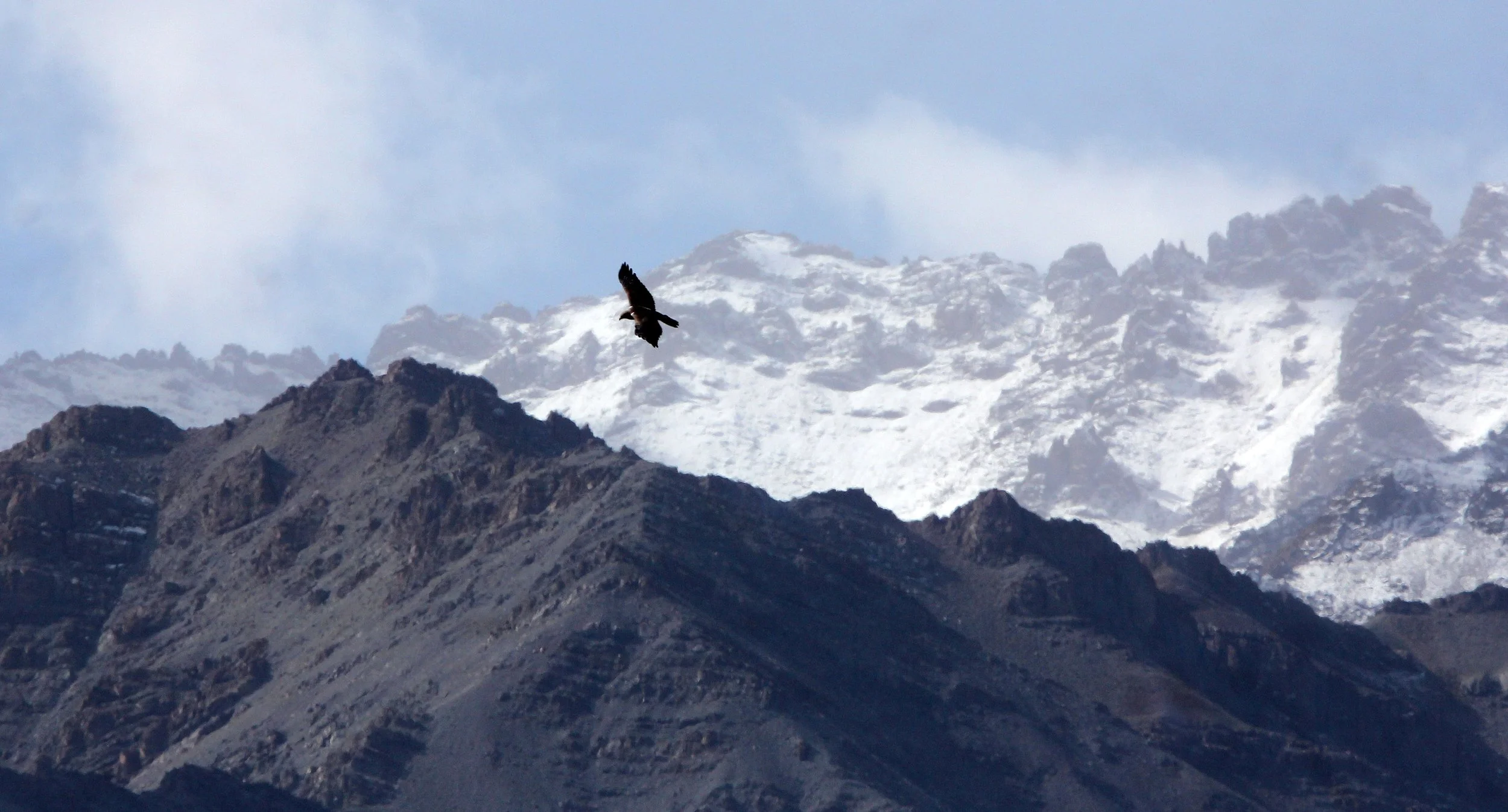 Hieraaetus pennatus - BOOTED EAGLE - HEMIS NATIONAL PARK - LADAKH INDIA - JAMMU & KASHMIR NEAR ULLEY VALLEY (30).JPG