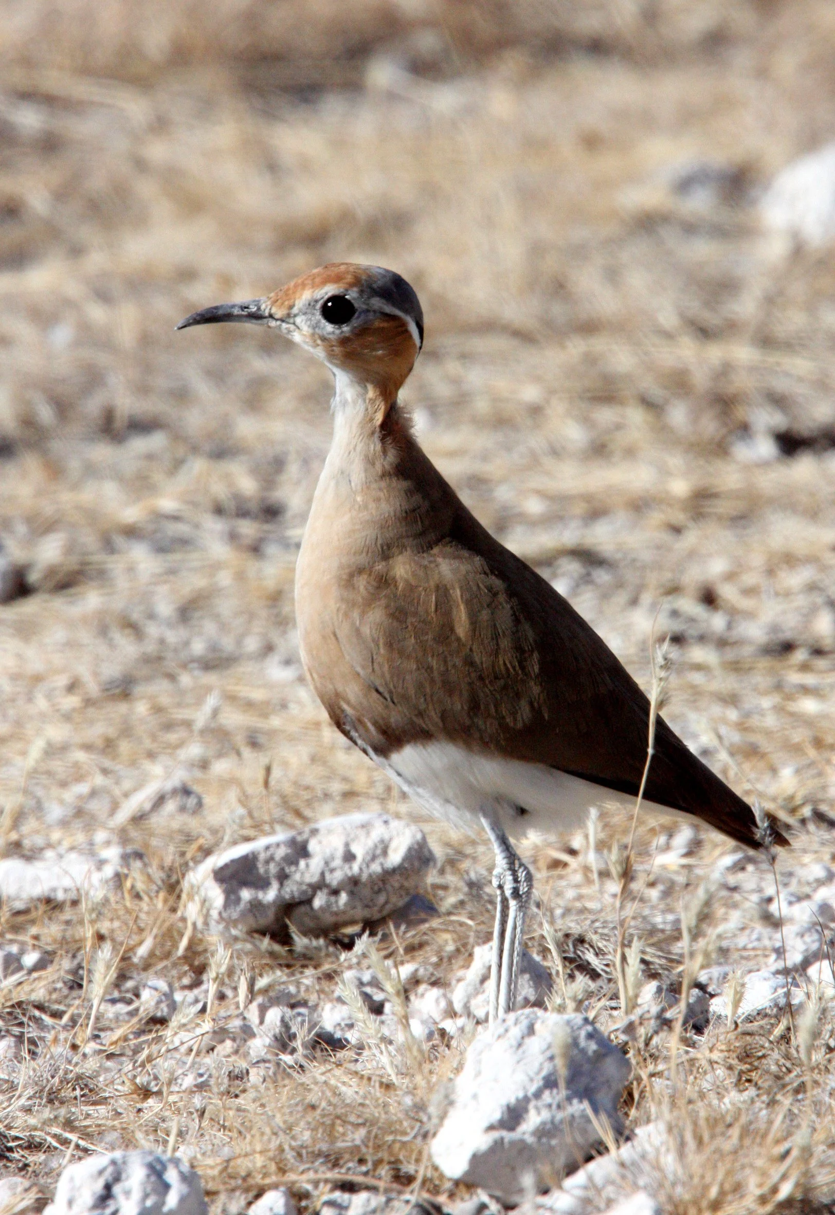 COURSER - BURCHELL'S COURSER - Cursorius rufus - ETOSHA NATIONAL PARK NAMIBIA (17).JPG