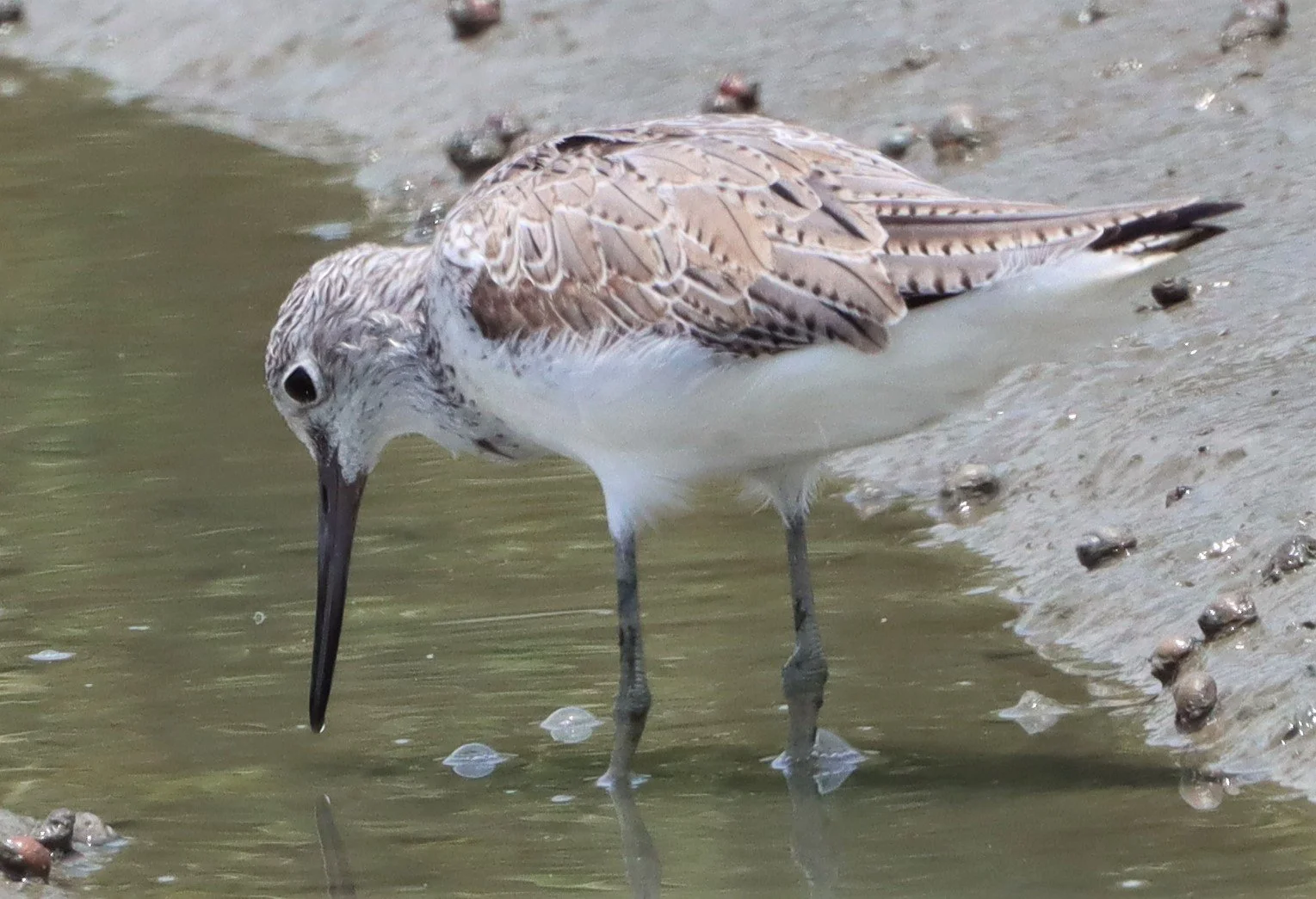 GREENSHANK - COMMON GREENSHANK - Tringa nebularia - PETCHABURI PROVINCE, PAK THALE (3).jpg