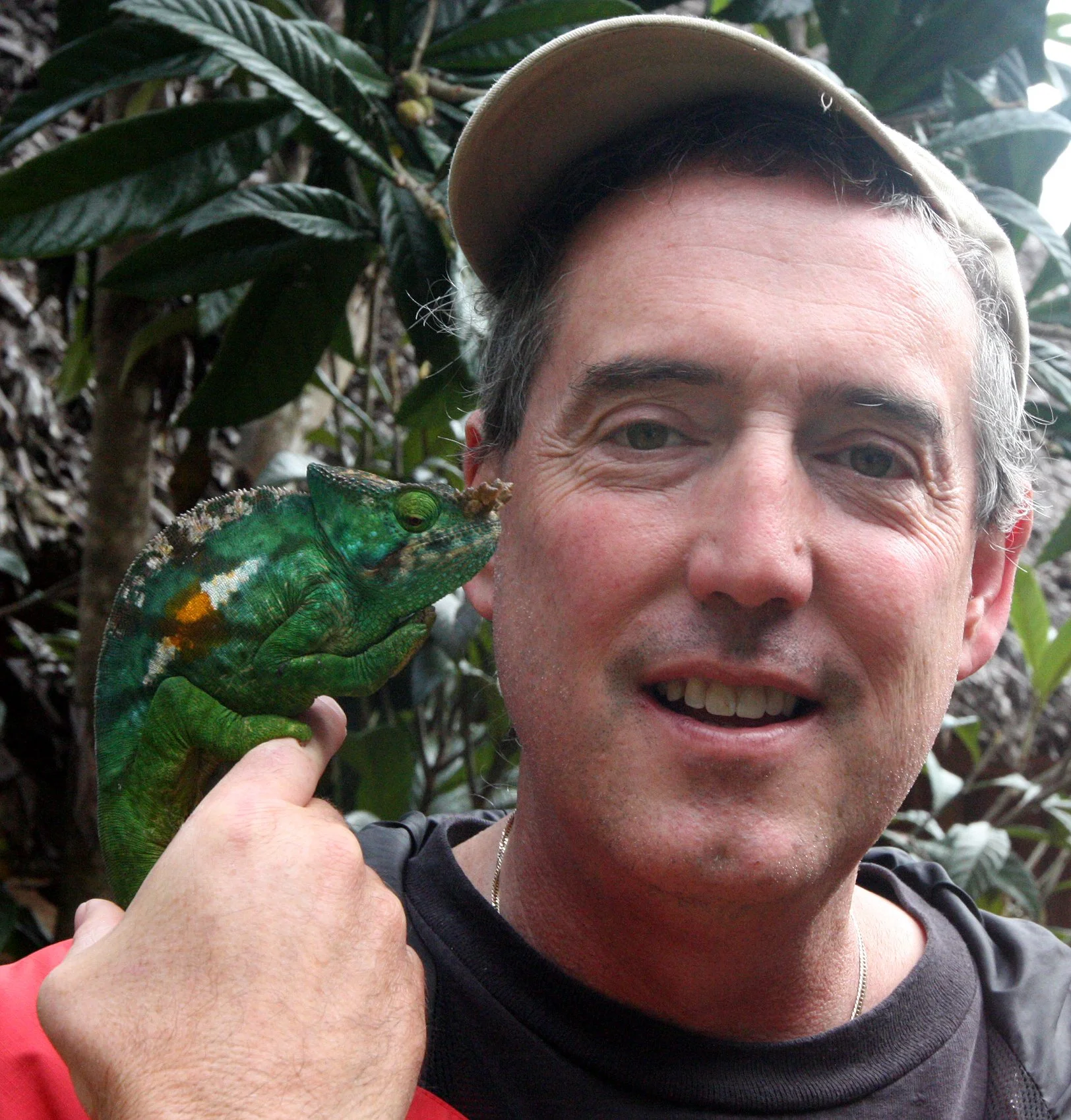 Calumma parsonii - PARSON'S CHAMELEON - MANTADIA NATIONAL PARK MADAGASCAR (40).JPG