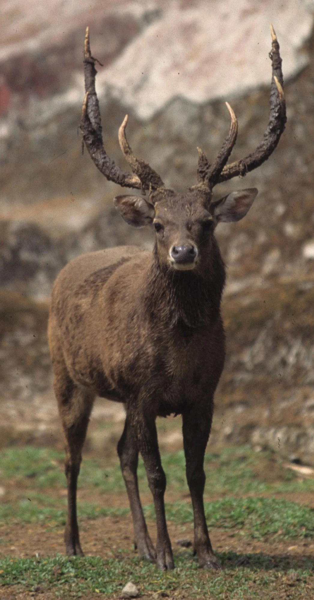 CERVID - DEER - TIMOR DEER - UJON KULONG JAVA (5).jpg