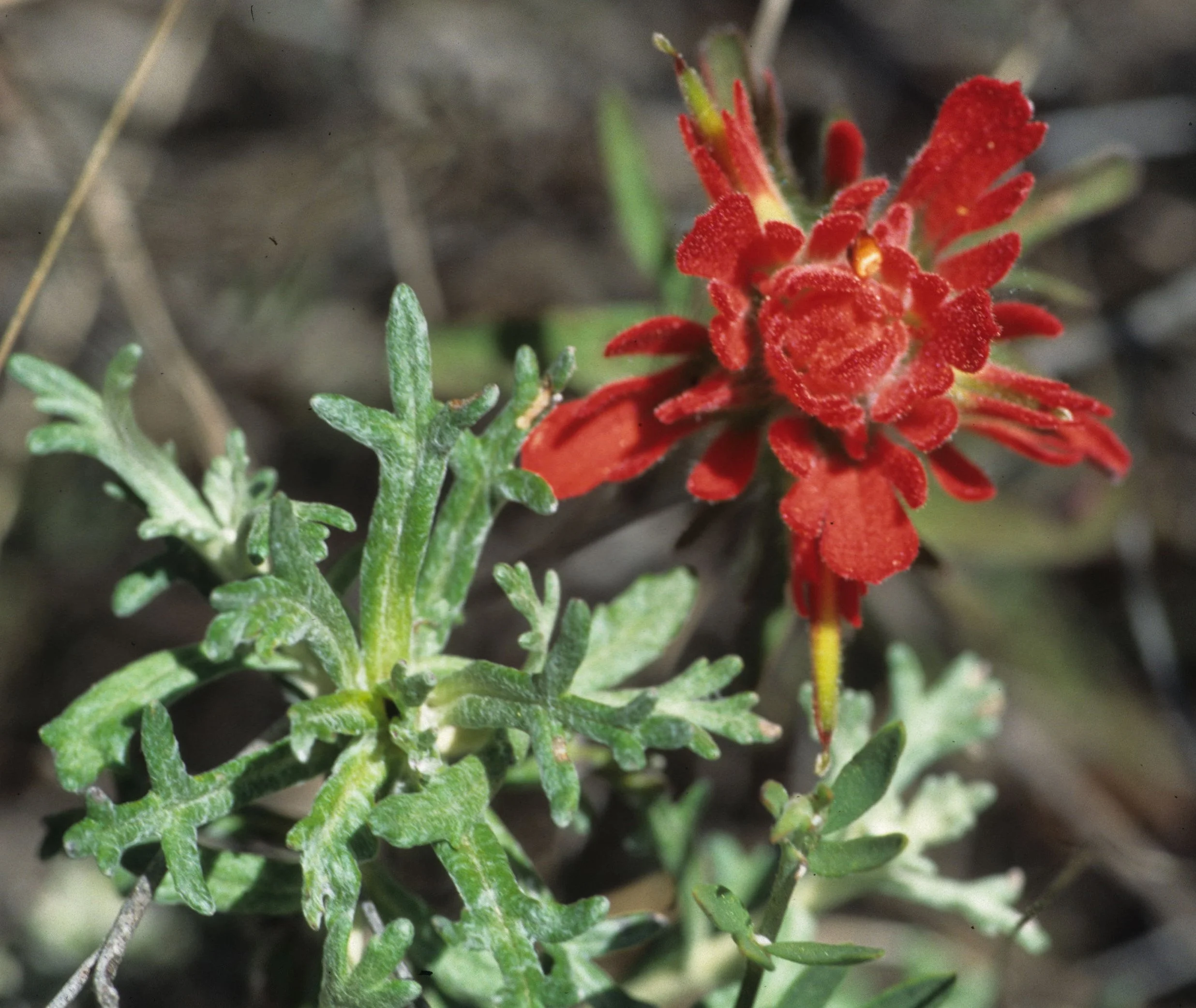 CALIFORNIA - BIG SUR - CASTELLEJA AFFINIS - INDIAN PAINTBRUSH.jpg
