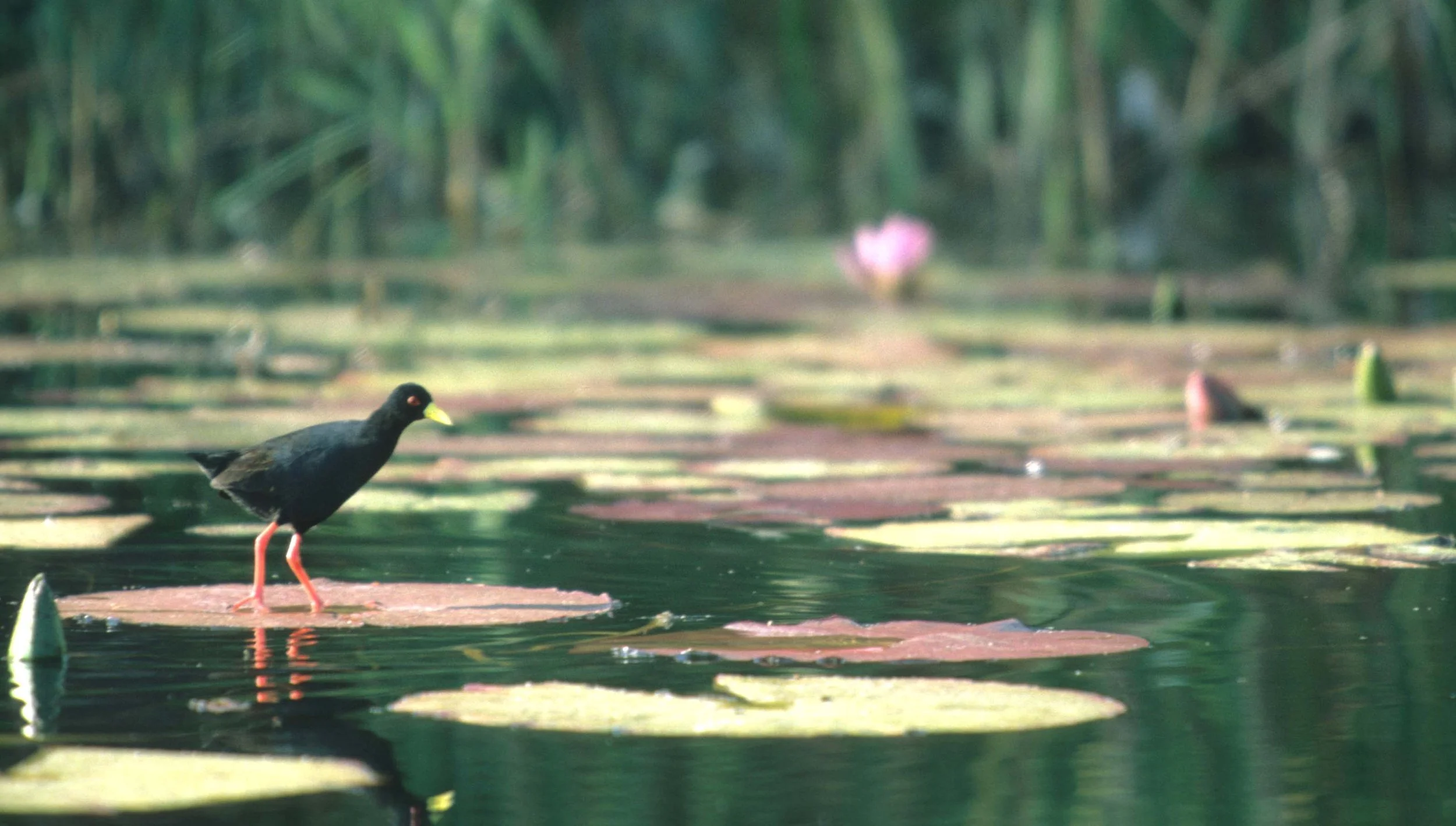 BIRDS - BLACK CRAKE - KRUGER AREA.jpg