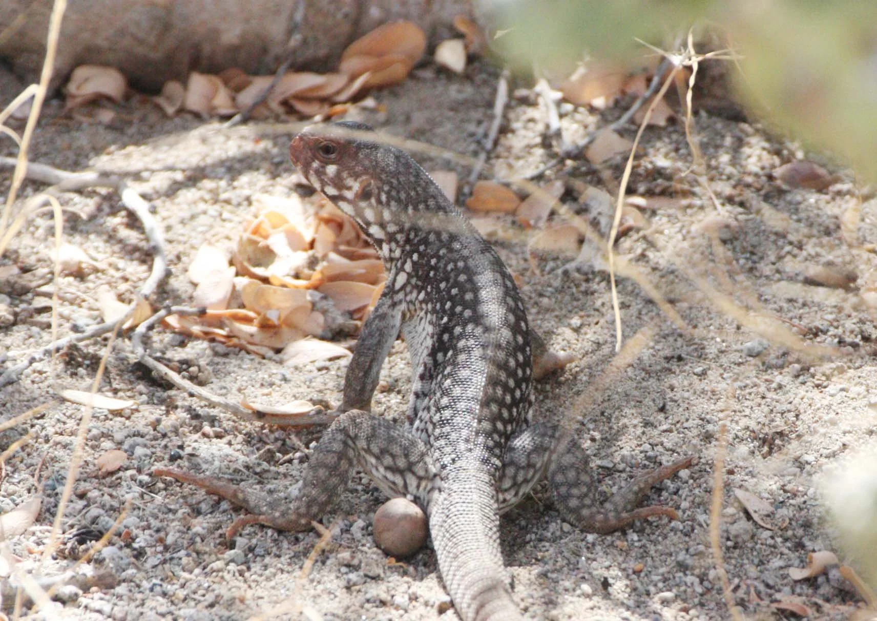 Dipsosaurus catalinensis - CATALINA ISLAND DESERT IGUANA - ISLA SANTA CATALINA BAJA MEXICO  (21).JPG