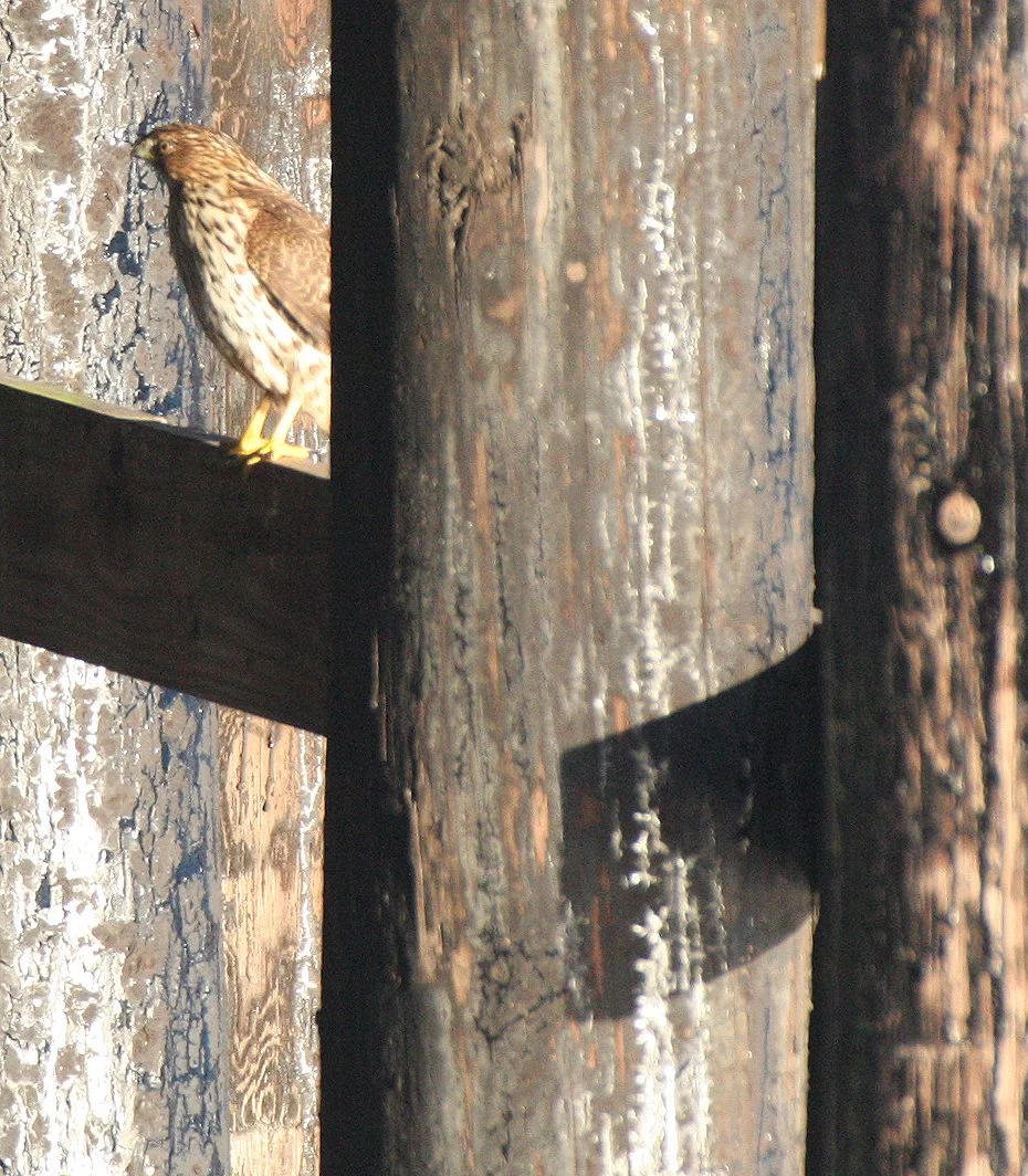 Accipiter striatus - SHARP-SHINNED HAWK - FIRST YEAR ADULT - PA HARBOR WA (3).JPG