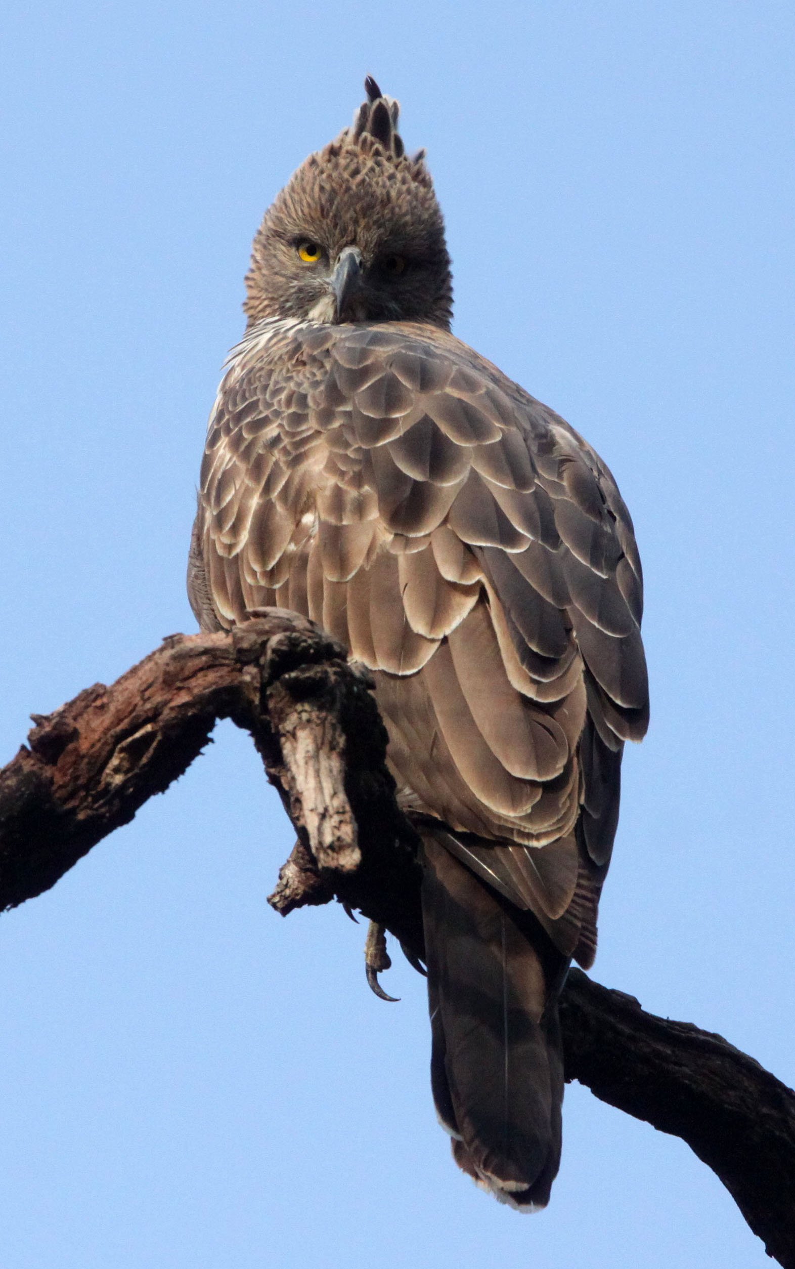 Nisaetus cirrhatus cirrhatus - INDIAN CHANGEABLE HAWK EAGLE - BANDHAVGAR NATIONAL PARK INDIA (53).JPG