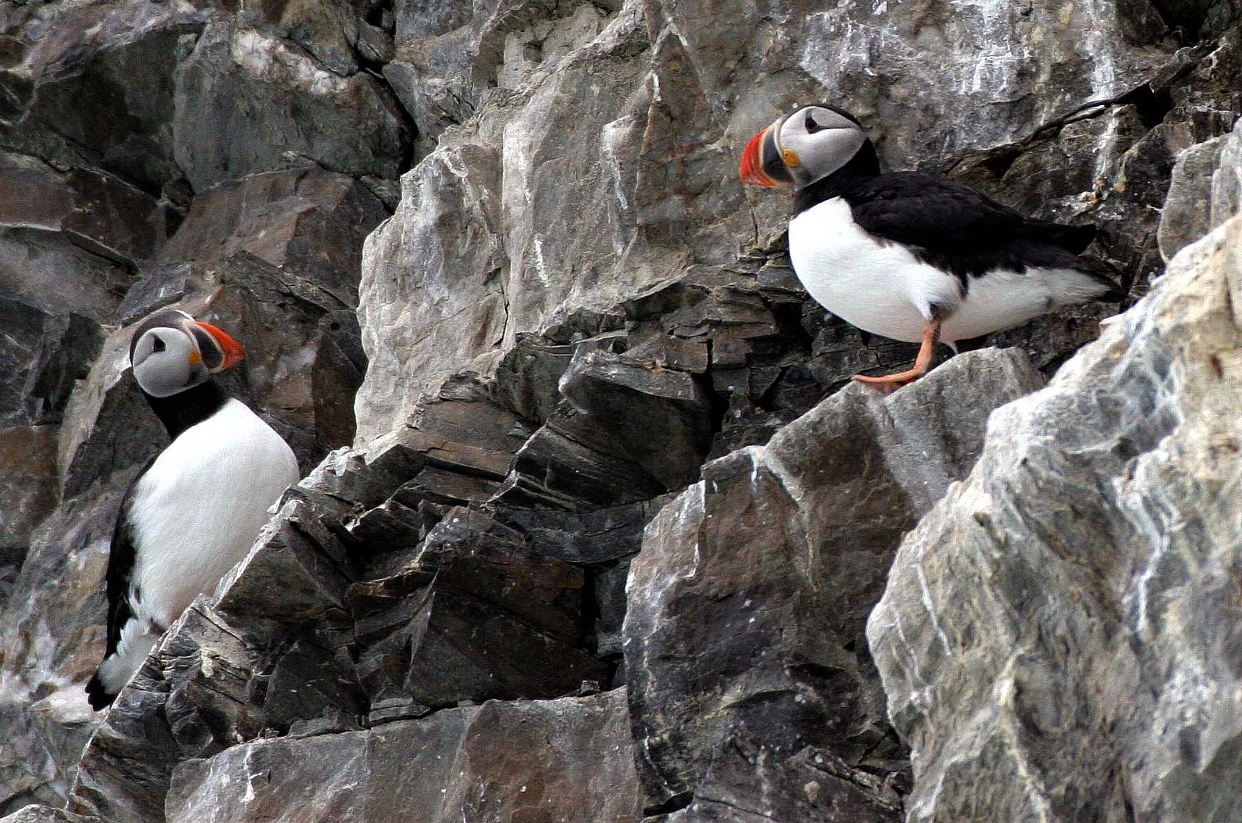 Fratercula arctica - ATLANTIC PUFFIN - SVALBARD aa (2).jpg
