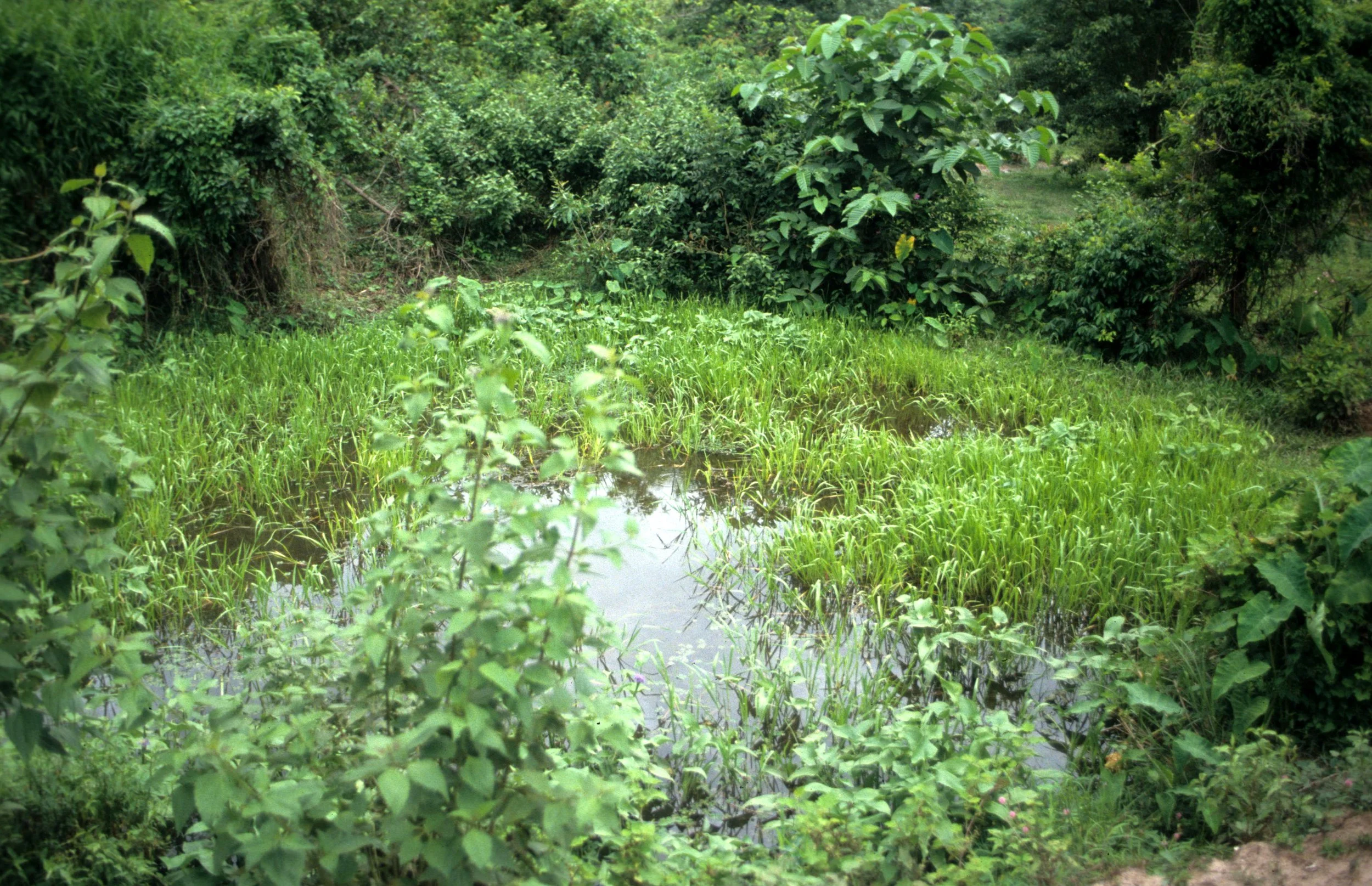 VIET NAM - MY SON CHAM RUINS - BOMB CRATER.jpg