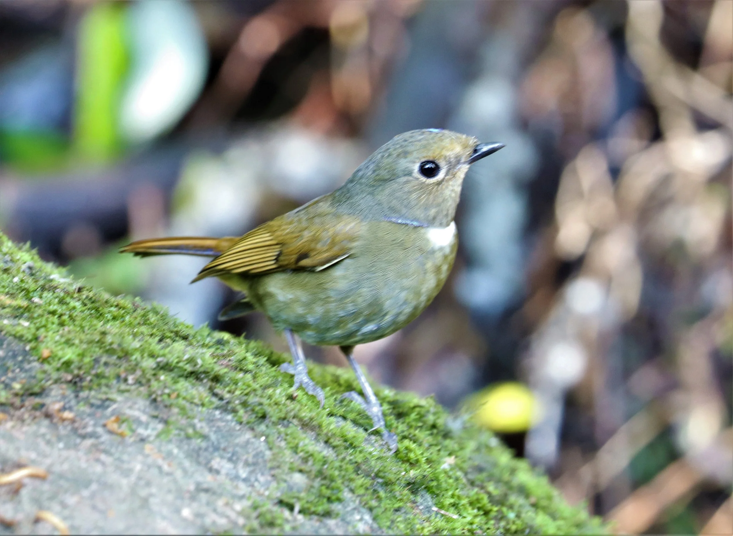NILTAVA - RUFOUS-BELLIED NILTAVA - Niltava sundar - DOI INTHANON NP CHIANG MAI, DEC 2021- FEMALE (1).jpg