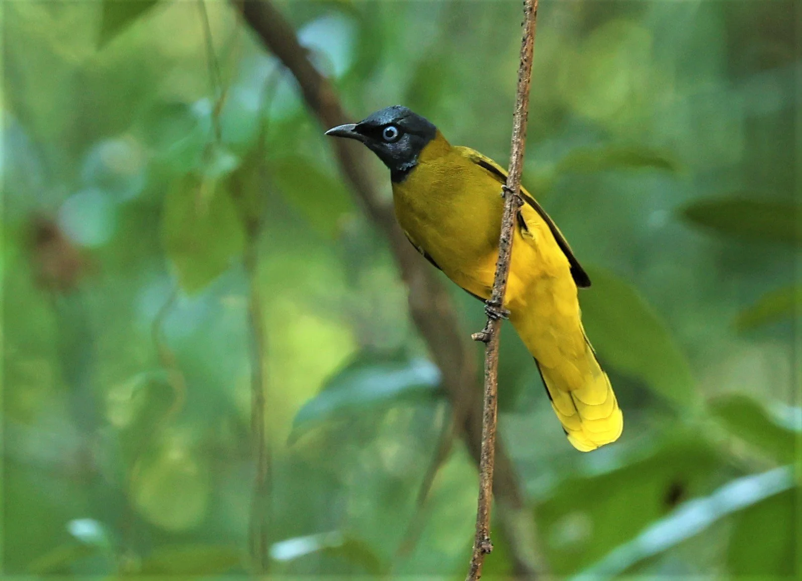 BULBUL - BLACK HEADED BULBUL - Pycnonotus atriceps - WAT THAM PRATHUM CHONBURI JAN 30 2022 (36).jpg