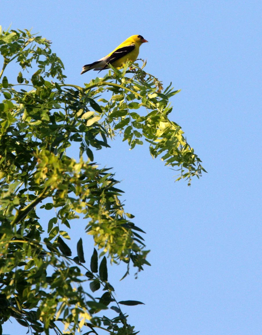 American Goldfinch (Spinus tristis) McKee Marsh, Illinois (5).JPG