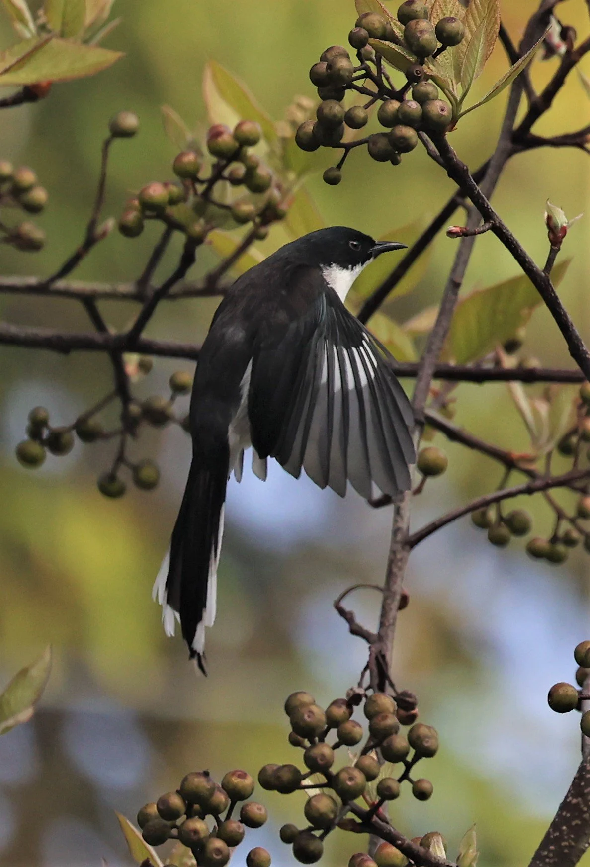 SIBIA - DARK-BACKED SIBIA - Heterophasia melanoleuca - DOI INTHANON NP CHIANG MAI, DEC 2021 (1).JPG