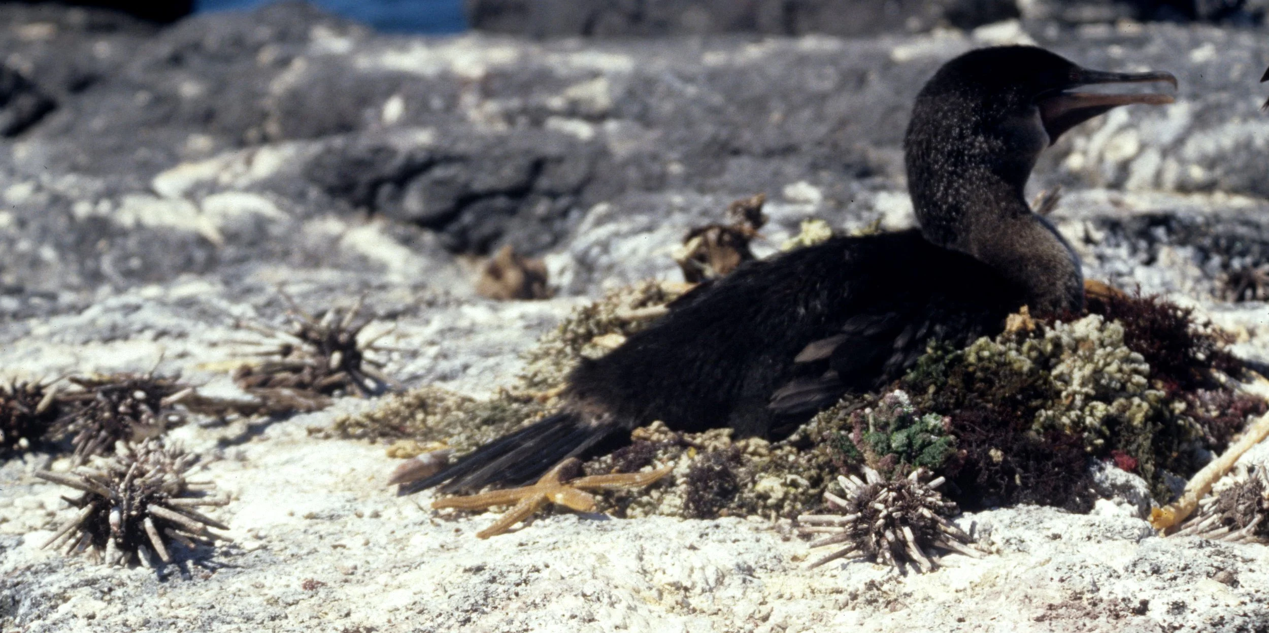Nannopterum harrisi - Flightless Cormorant - Galapagos Islands, Ecuador (2).jpg