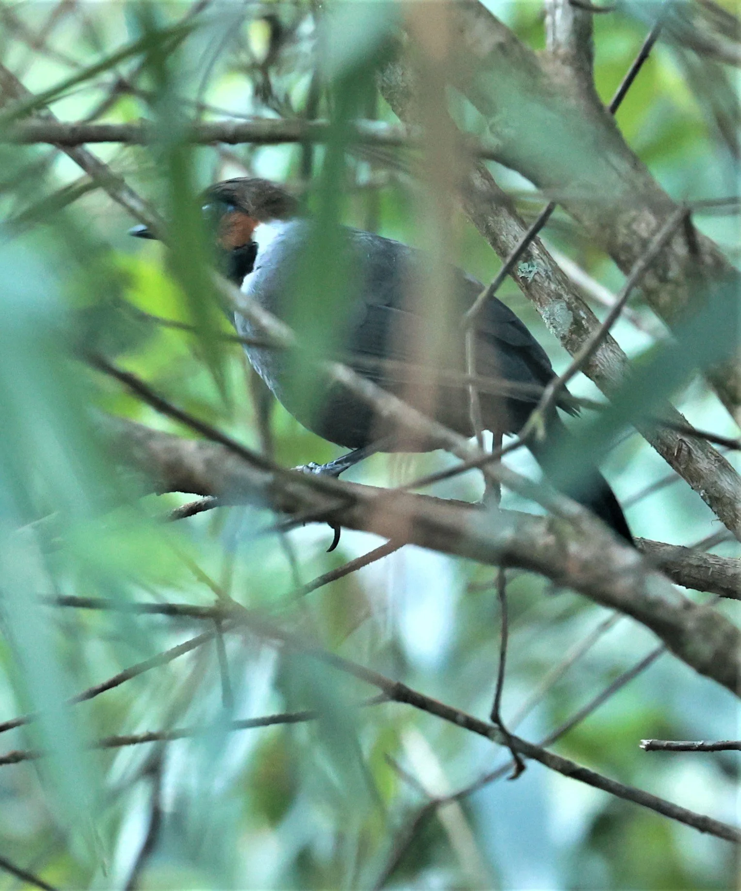 LAUGHINGTHRUSH - WHITE-NECKED LAUGHINGTHRUSH - Garrulax strepitans - Phu Luang Wildlife Reserve Loei Province (10).jpg