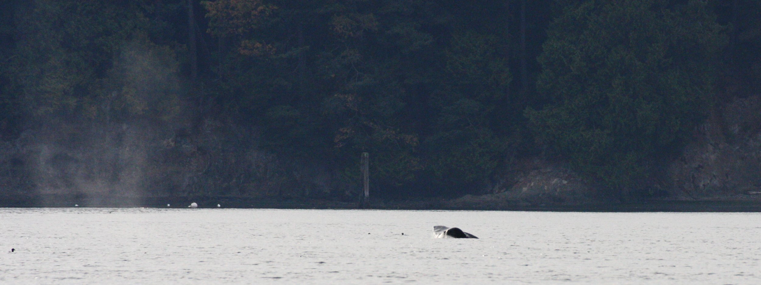 CETACEAN - GRAY WHALE - SALT CREEK WA (8).JPG