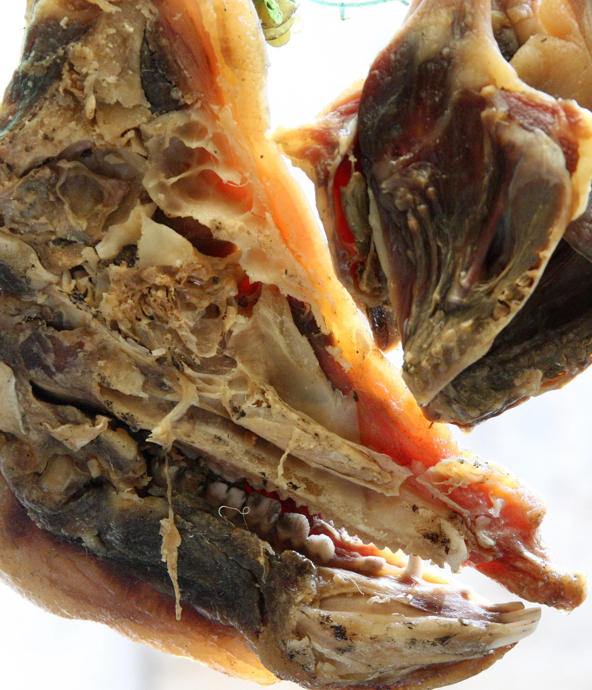 HONGCUN VILLAGE - ANHUI PROVINCE CHINA (120).JPG