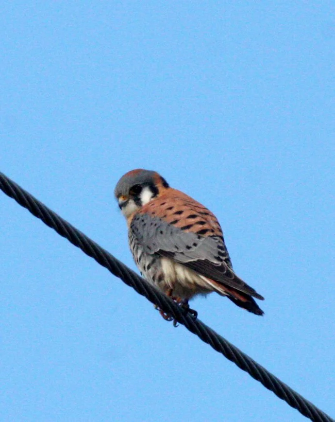 BIRD - AMERICAN KESTREL - SEQUIM SIDE ROADS WA (8).JPG