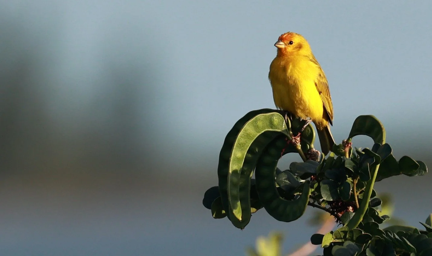 Saffron Finch (Sicalis flaveola) Superagui National Park, Brazil (2).jpg
