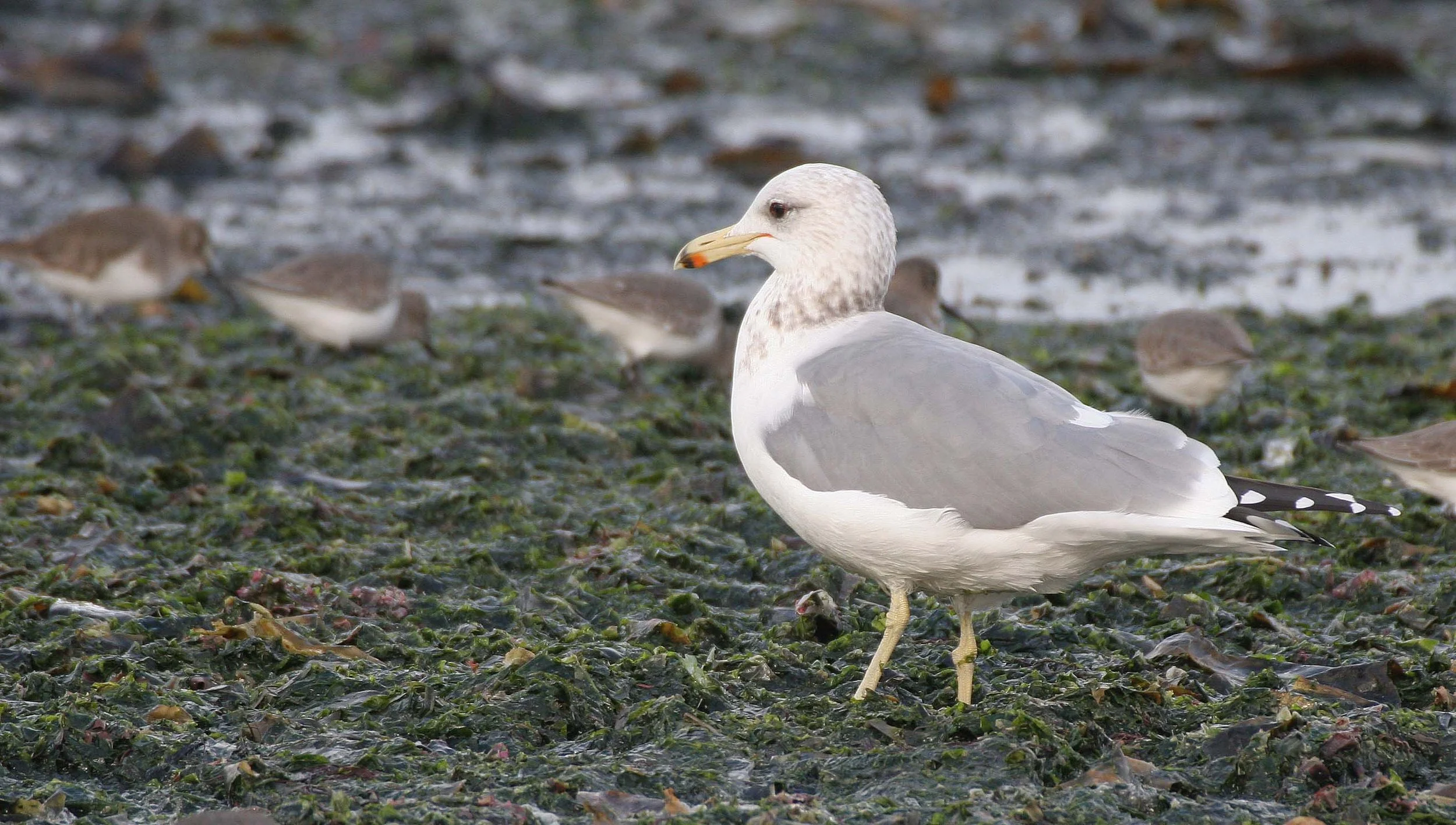 BIRD - GULL - CALIFORNIA - THREE CRABS (7).jpg