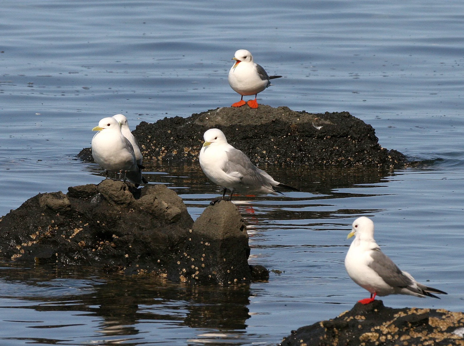 BIRD - KITTIWAKE - RED-LEGGED - COMMANDERS (8).jpg