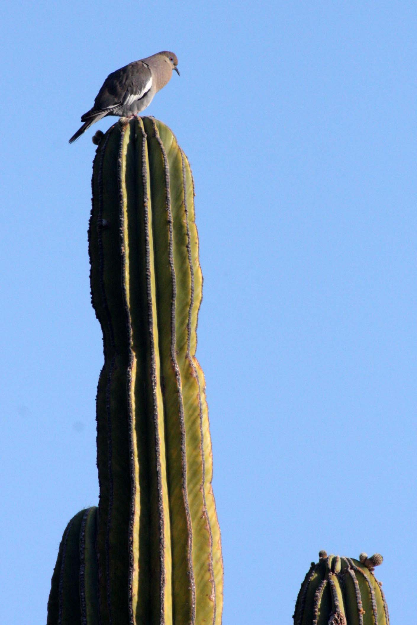 White-winged Dove (Zenaida asiatica) Isla Santa Catalina Baja Mexico (3).JPG