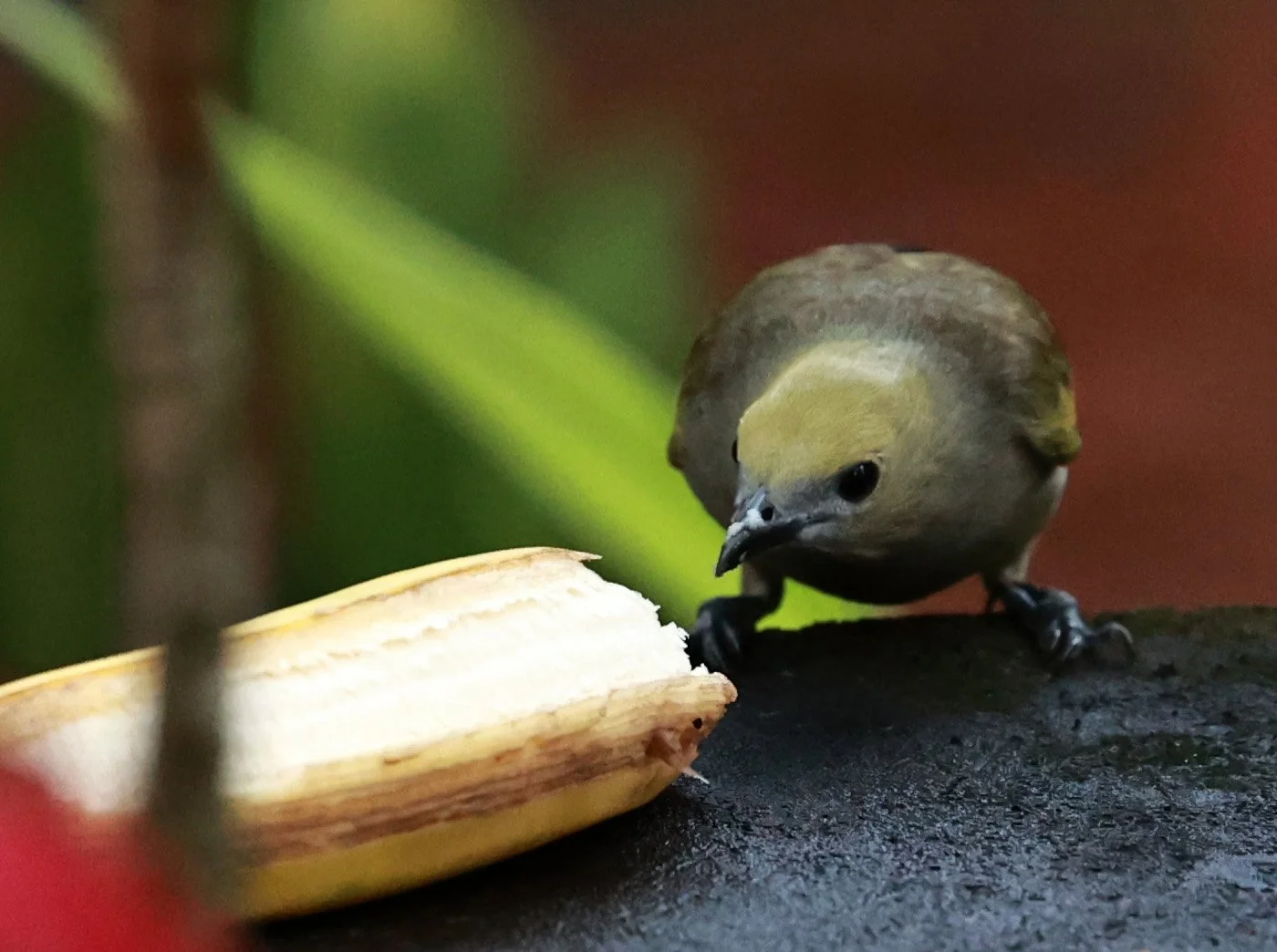 Palm Tanager (Thraupis palmarum) Superagui National Park, Brazil