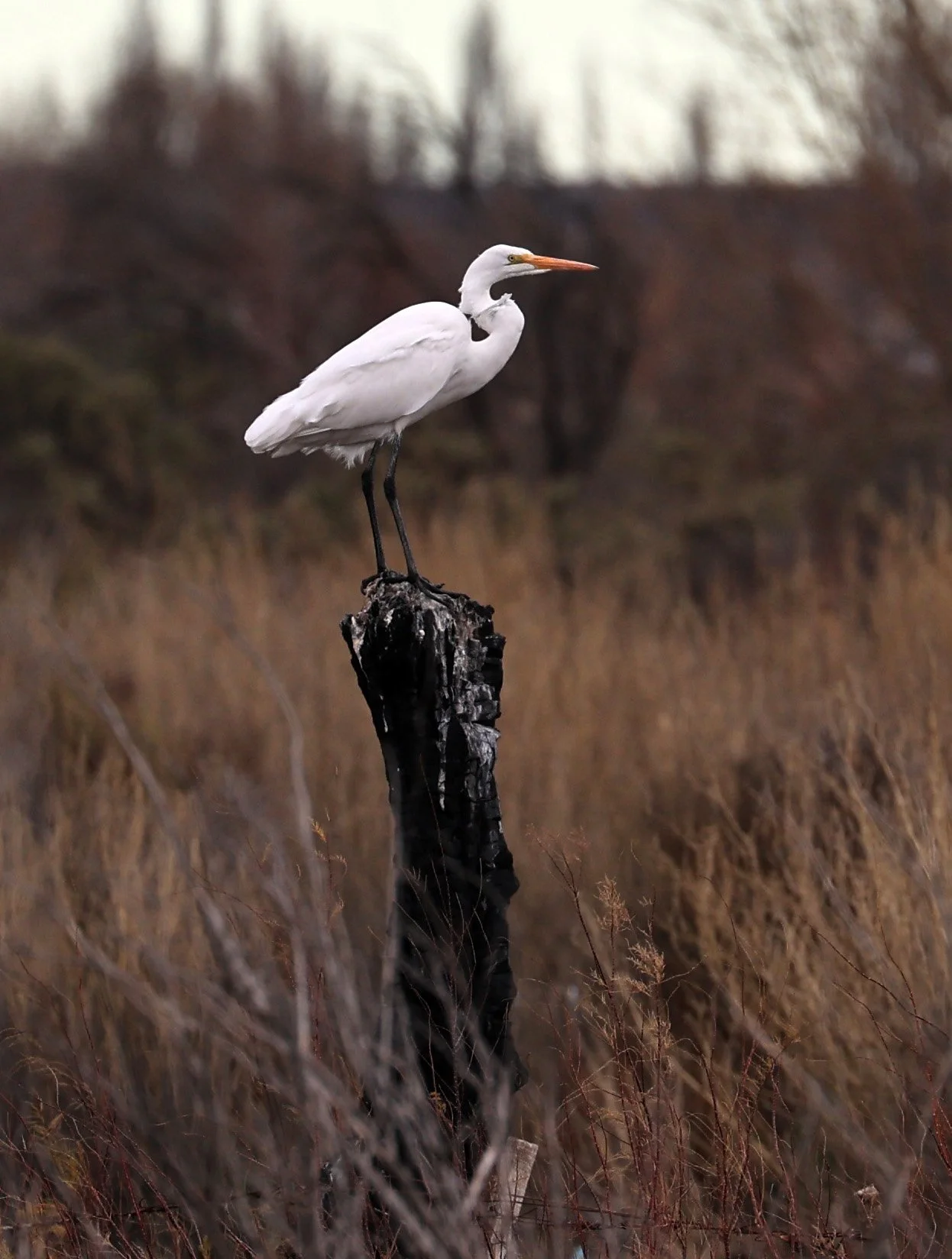 Great Egret (Ardea alba) Lagunas del Ornitólogo, Trelew Argentina (130).jpg