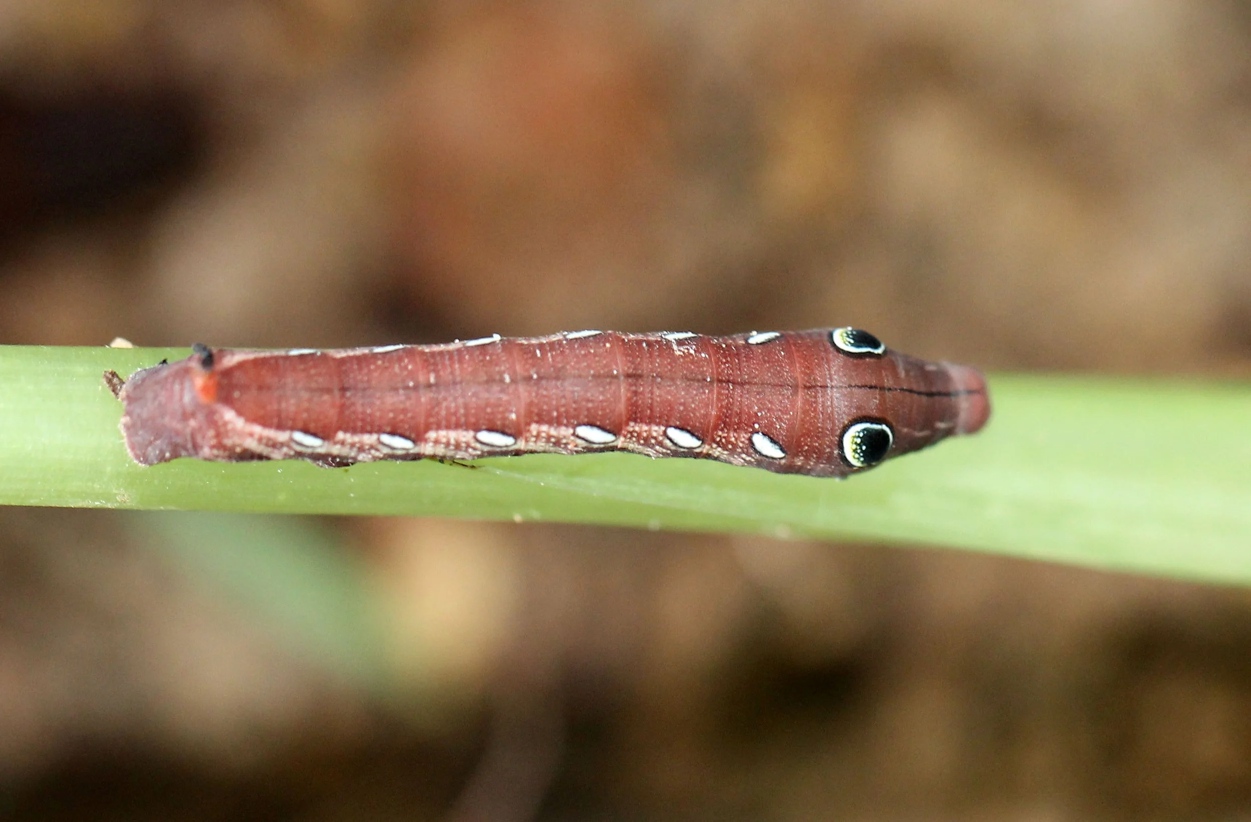 KOH LANTA JULY 2016KOH LANTA JULY 2016_9220.JPG