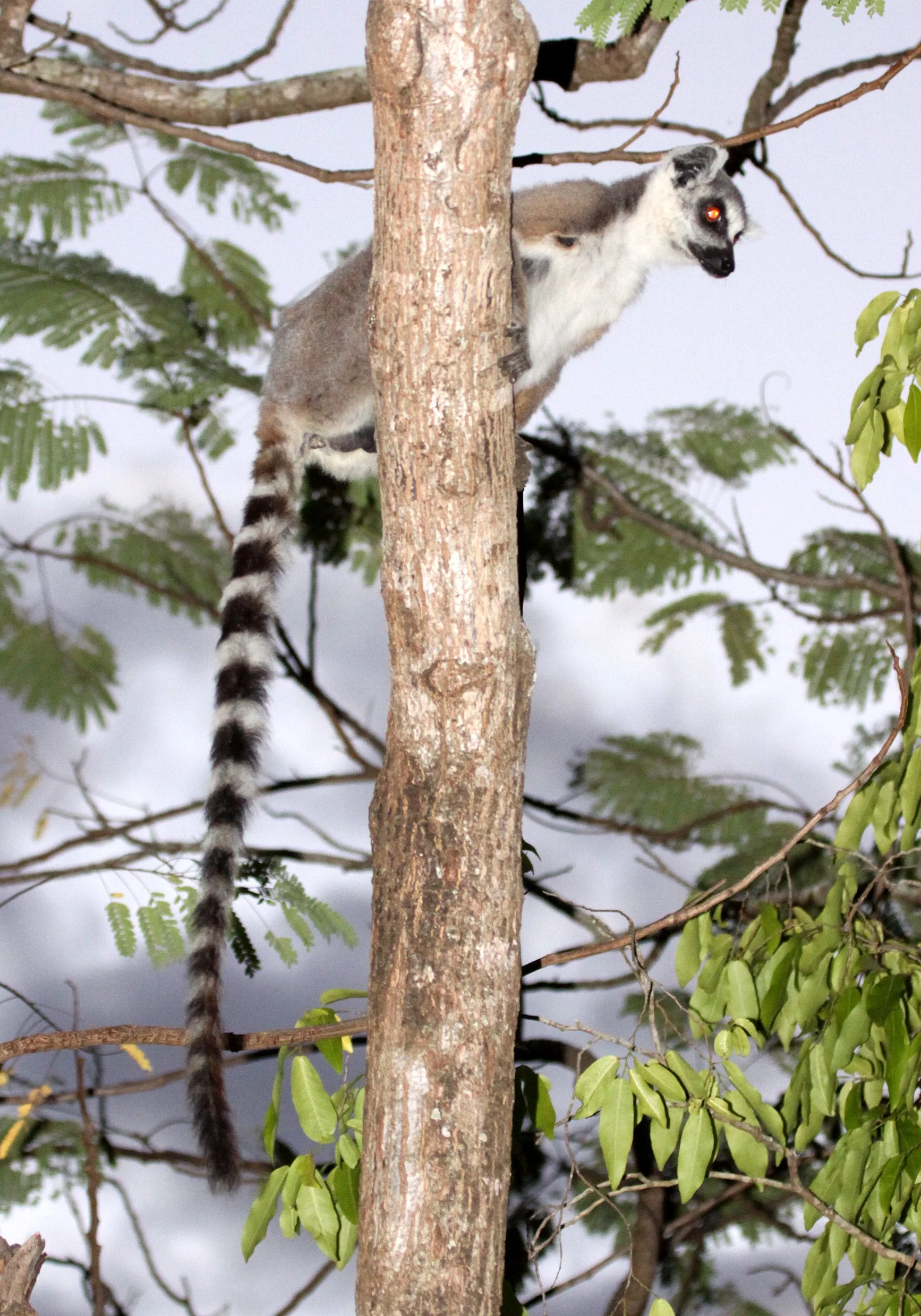 LEMURIDAE - Lemur catta - RING-TAILED LEMUR - BERENTY RESERVE MADAGASCAR (35).JPG