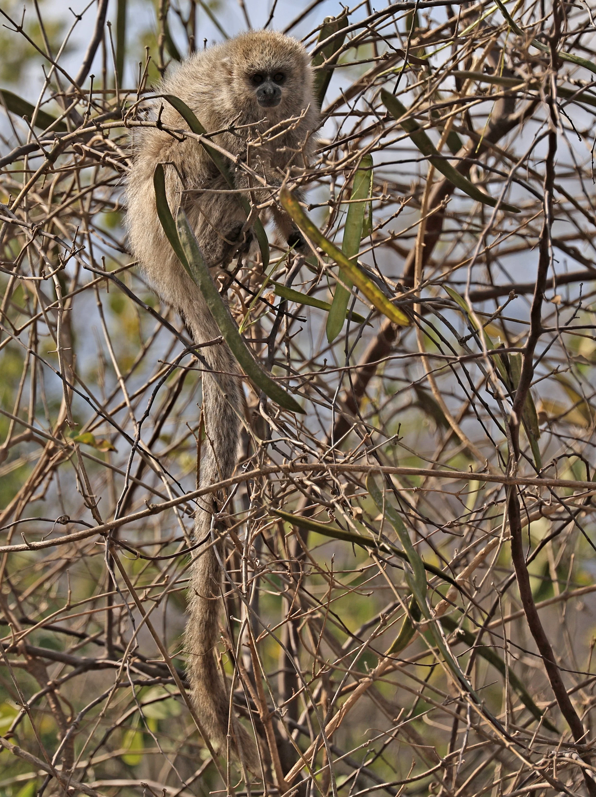 Chacoan Titi (Plecturocebus pallescens) Agua Dulce Paraguay (8).jpg