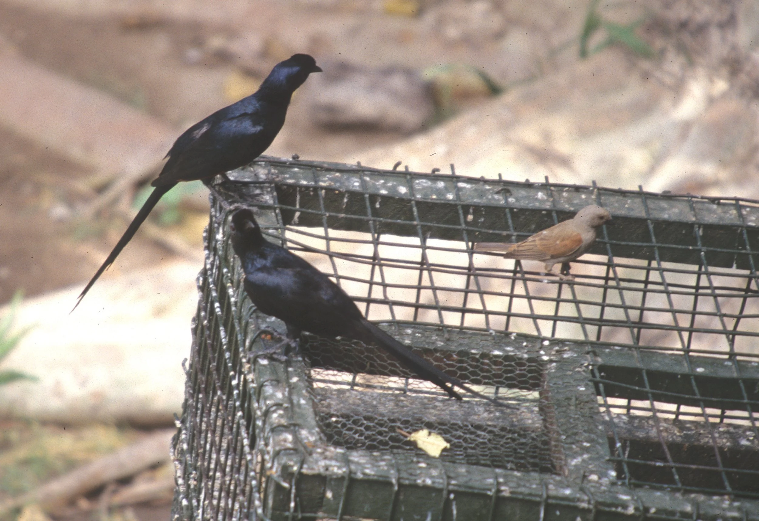 BIRDS - SPARROW - GREYHEADED - UGANDA.jpg