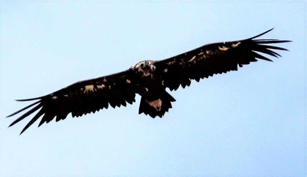 Aegypius monachus - CINEREOUS (BLACK) VULTURE - MALPARTIDA & MIRABELA GRASSLANDS SPAIN aa.jpg